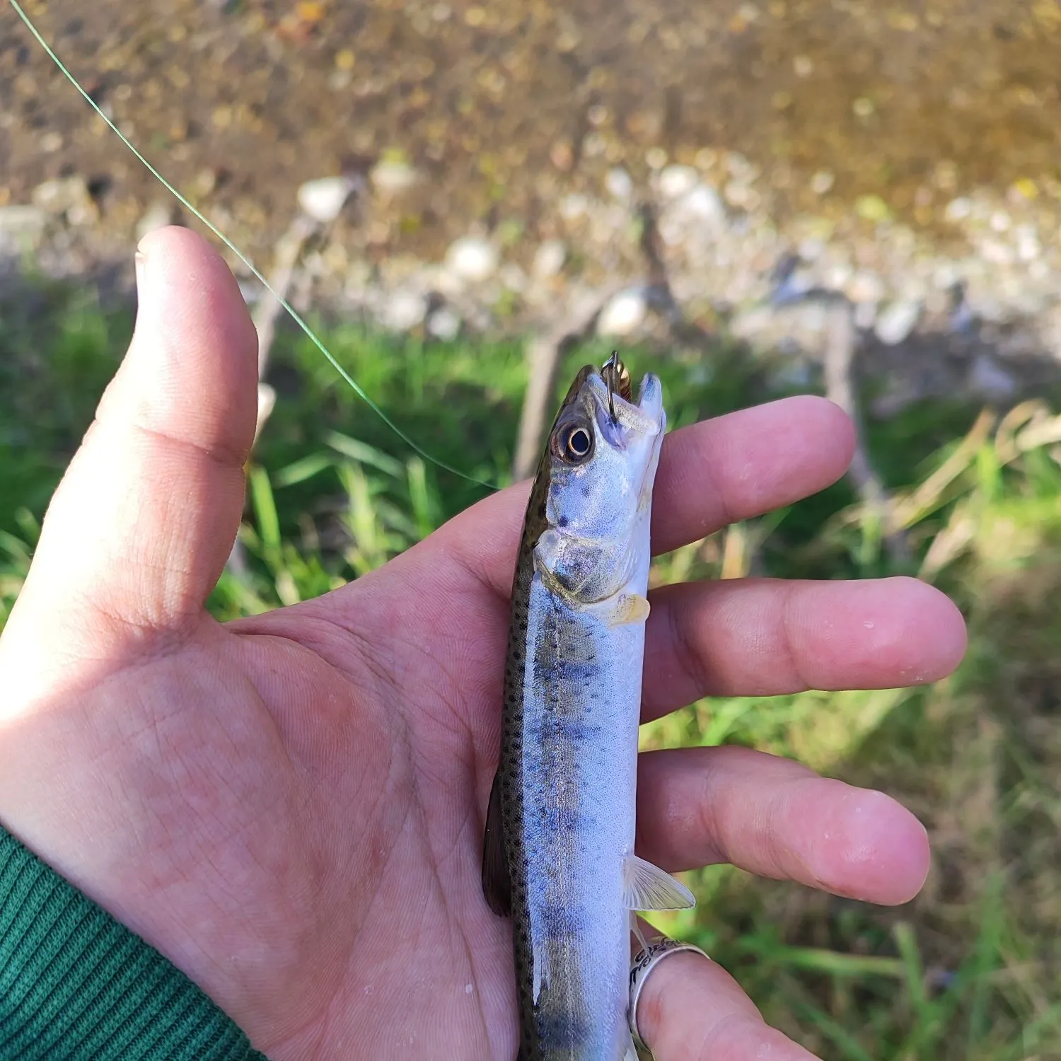 The most recent Huchen catches on Fishbrain