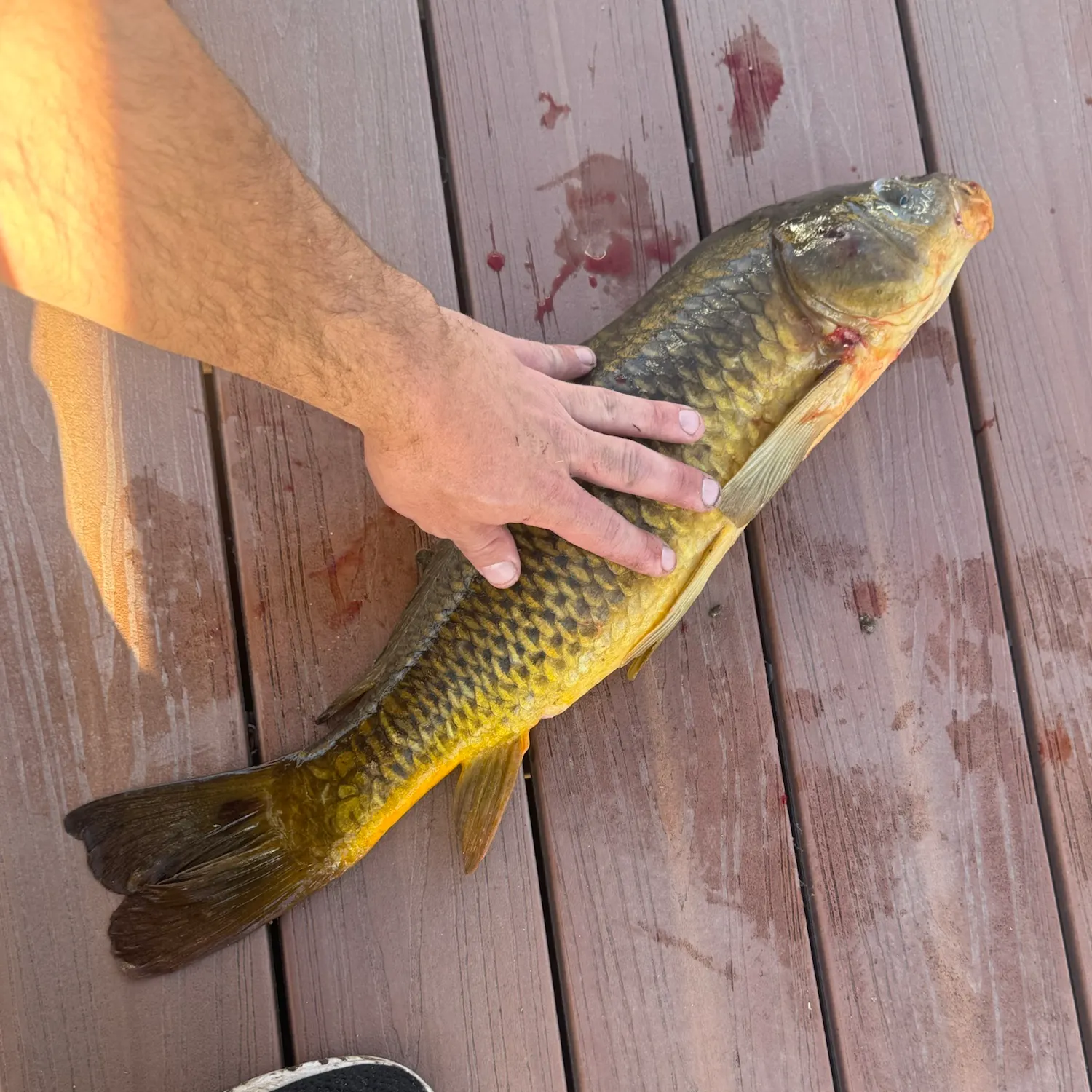 Common carp caught on Fishbrain