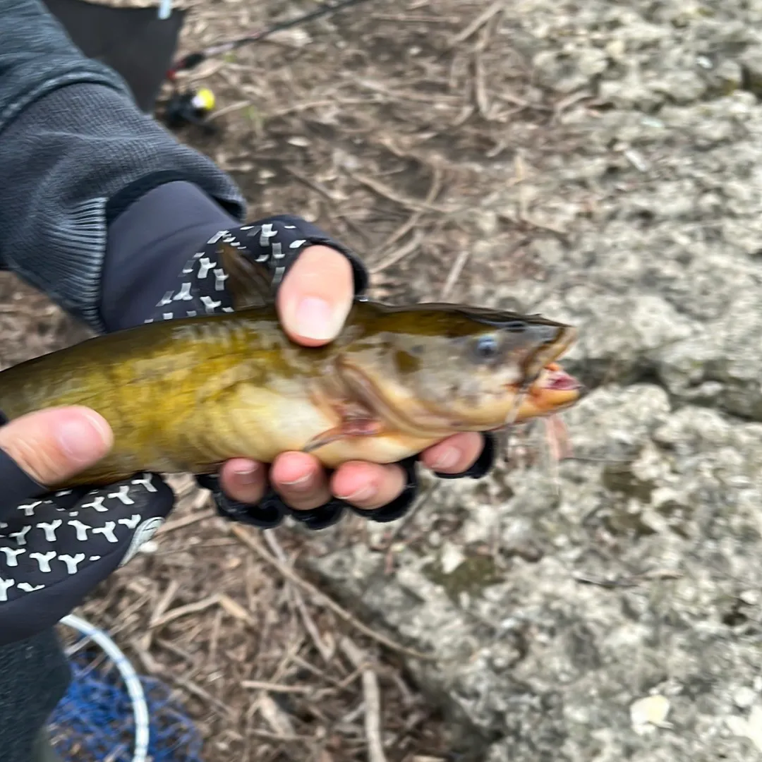 Black bullhead caught on Fishbrain