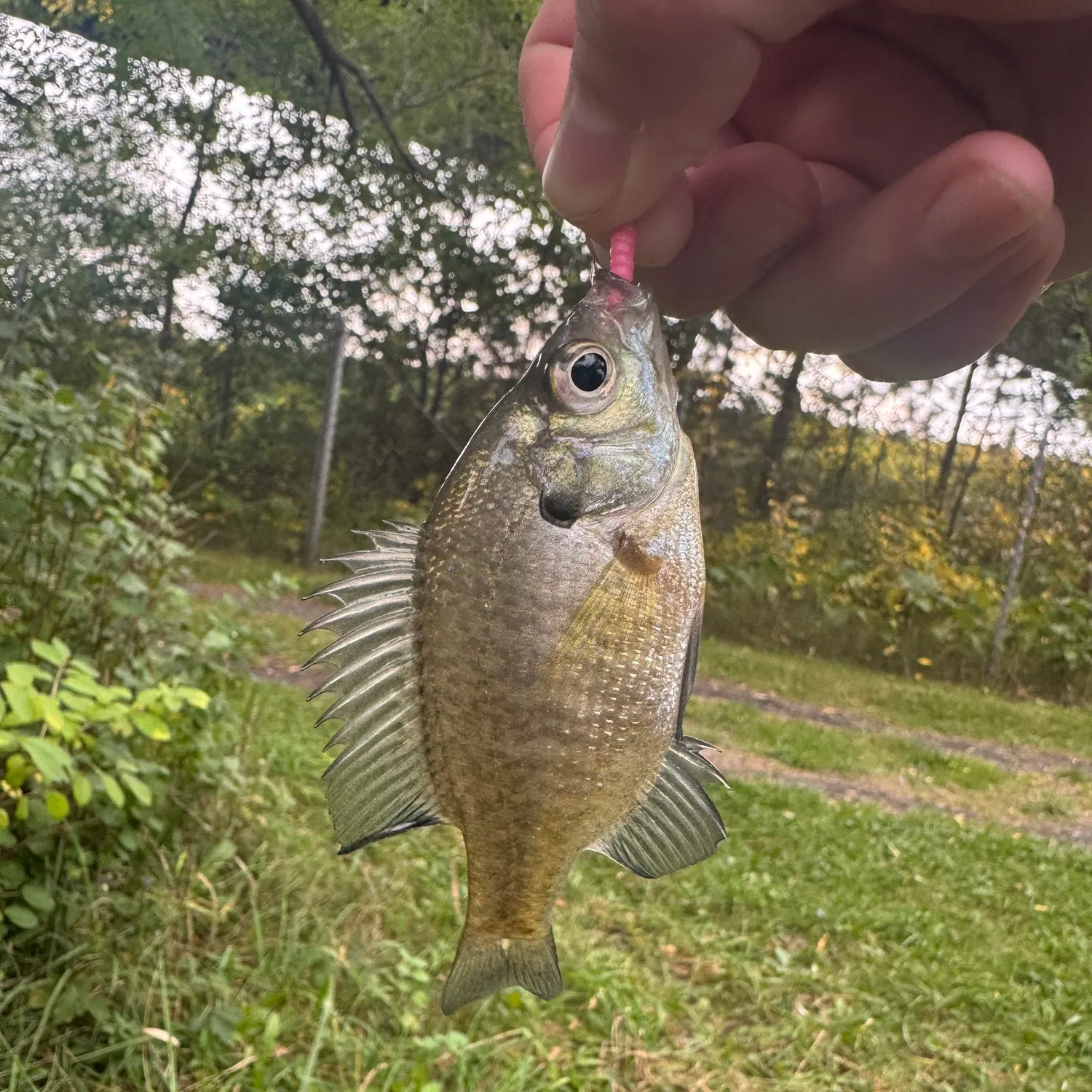 Bluegill caught on Fishbrain