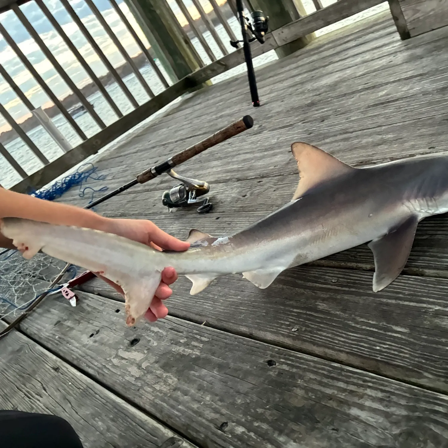 The most recent Sandbar shark catches on Fishbrain