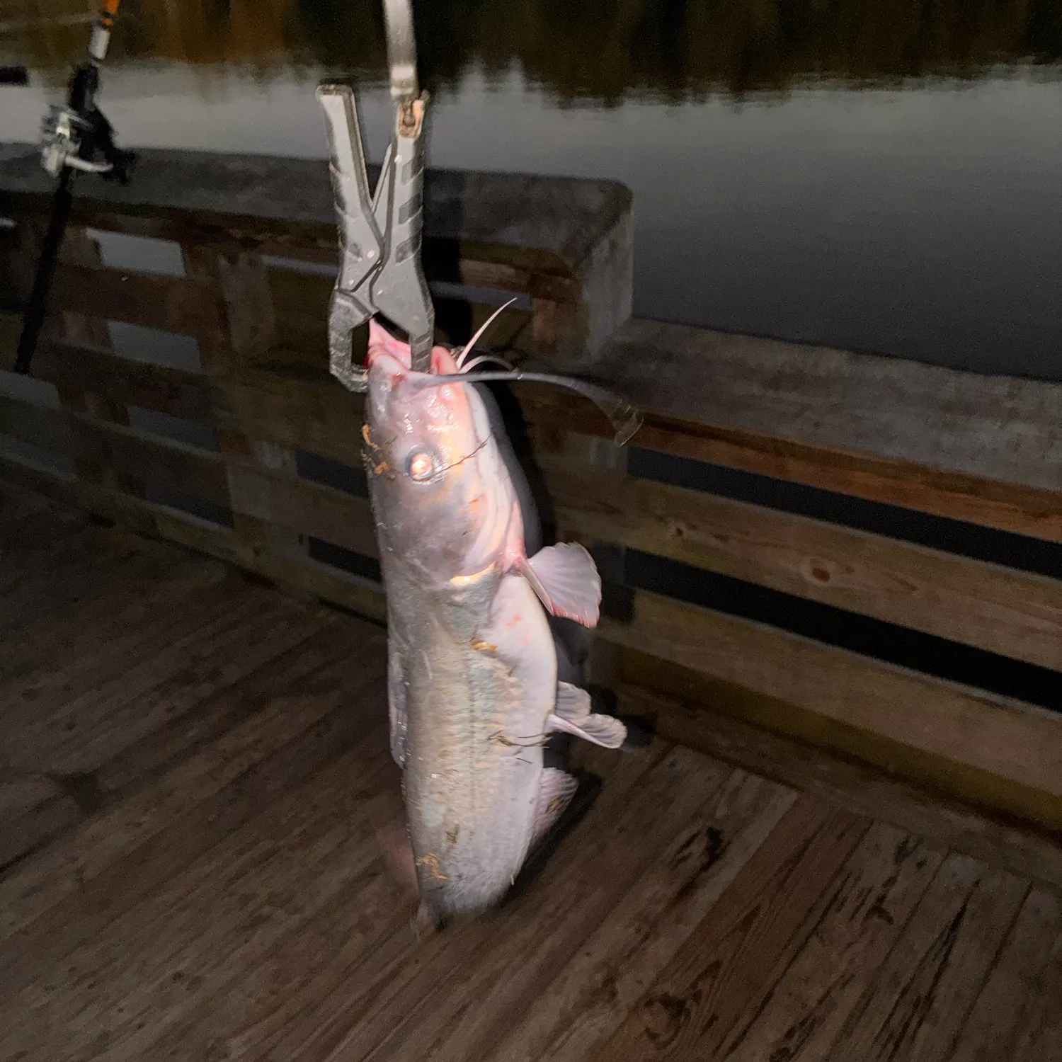 Channel catfish caught on Fishbrain
