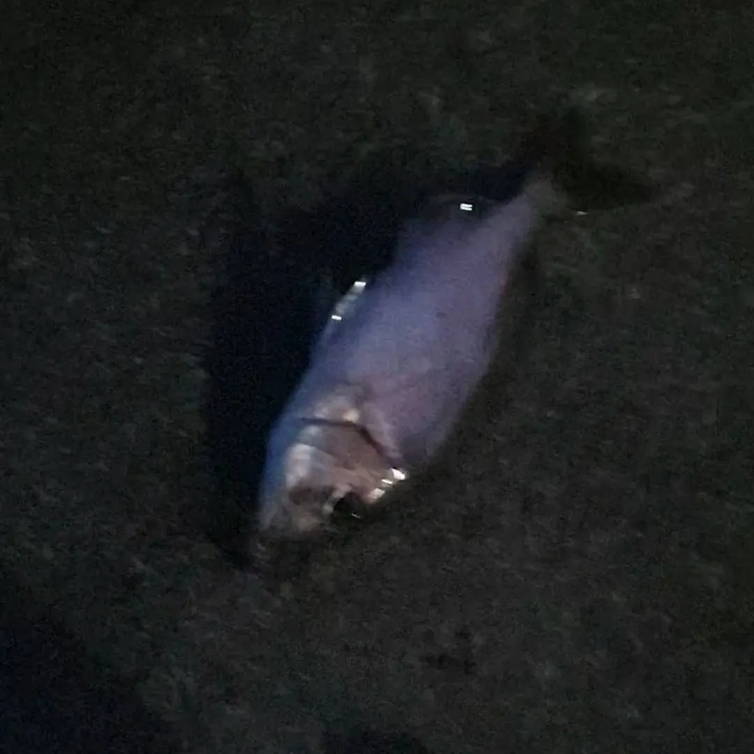 The most recent Red seabream catches on Fishbrain