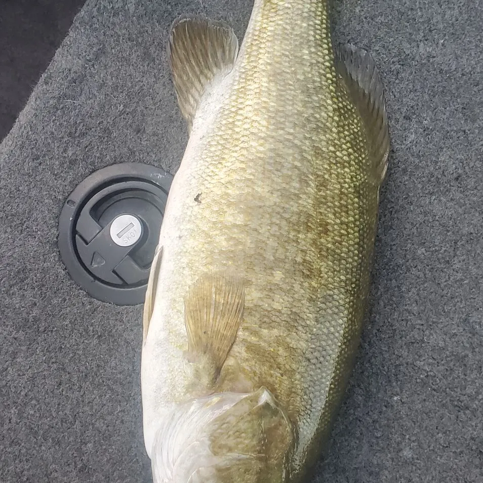 Smallmouth bass caught on Fishbrain