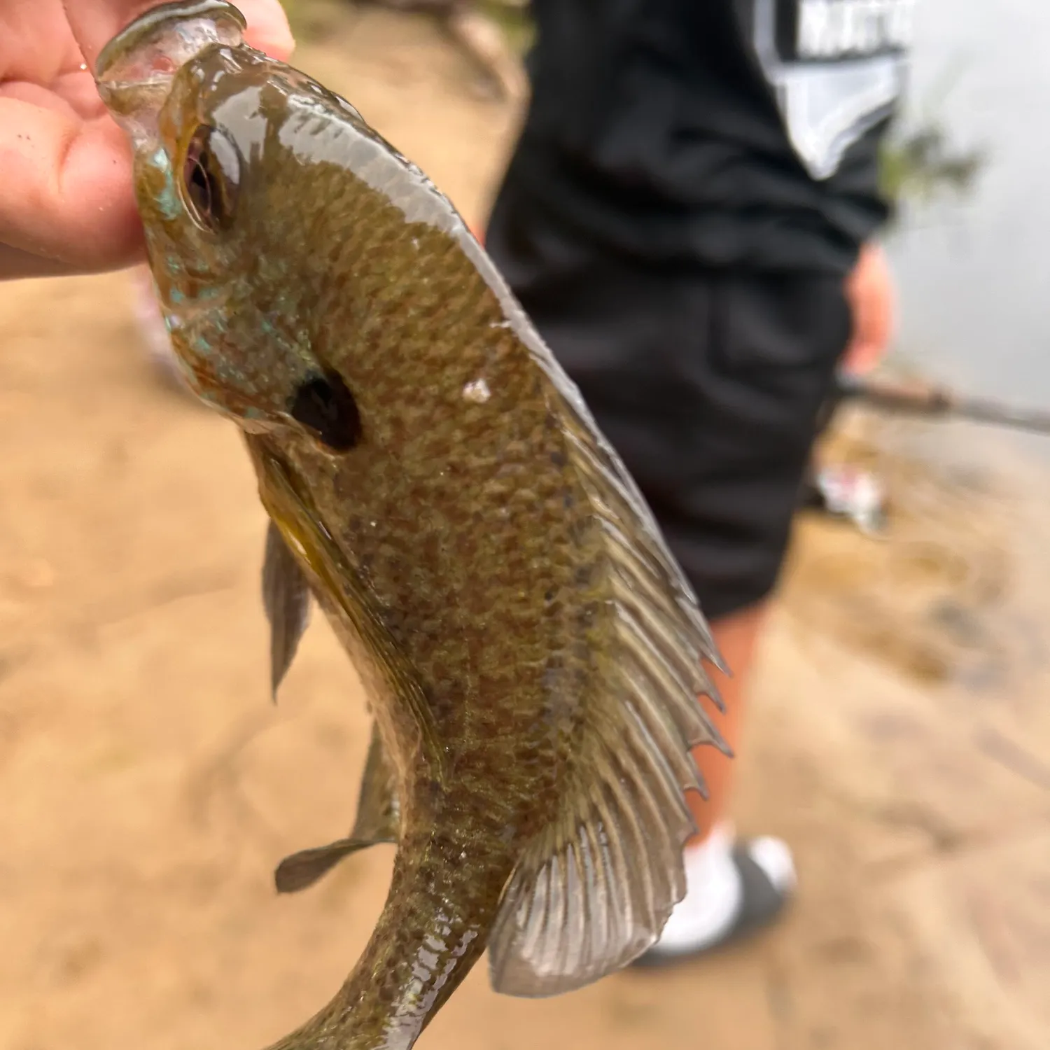 Pumpkinseed caught on Fishbrain