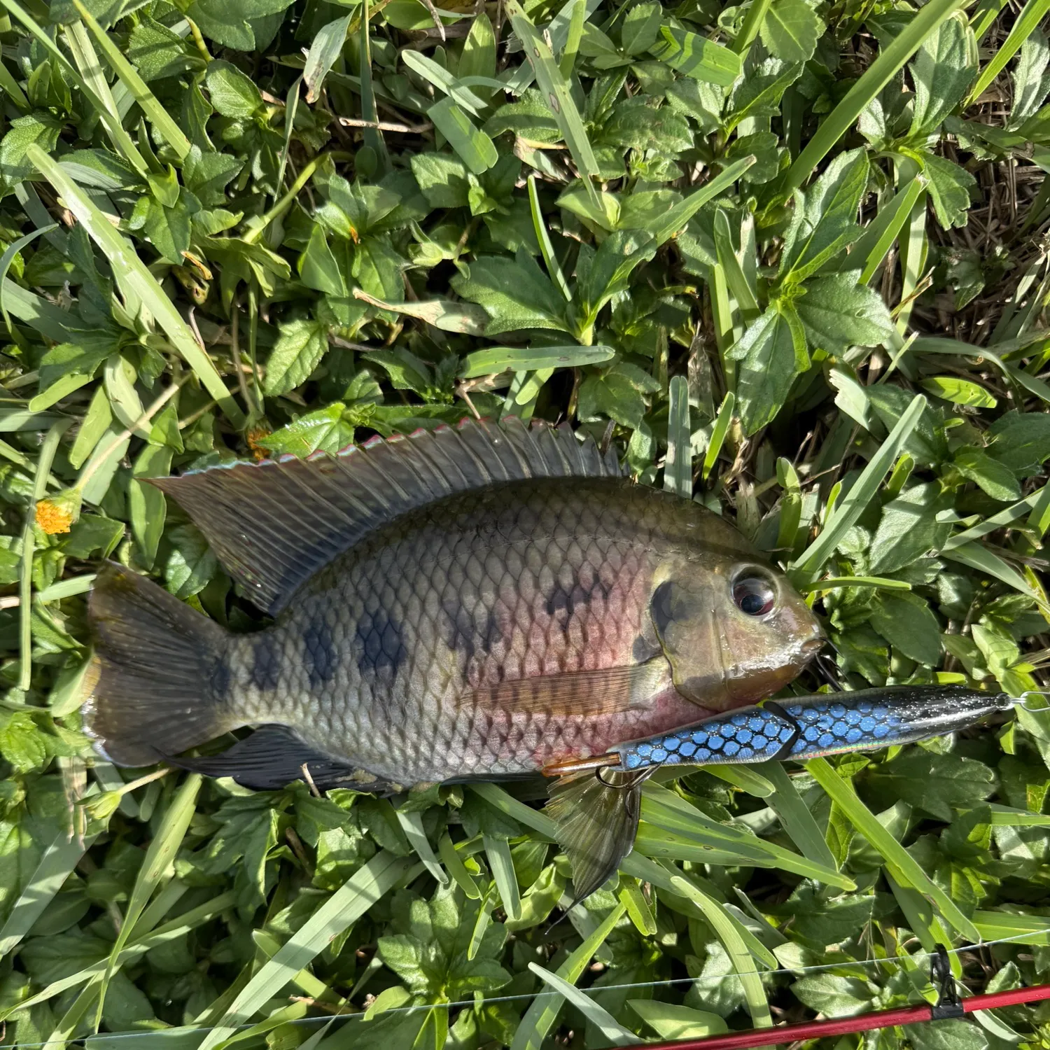 The most recent Spotted tilapia catches on Fishbrain