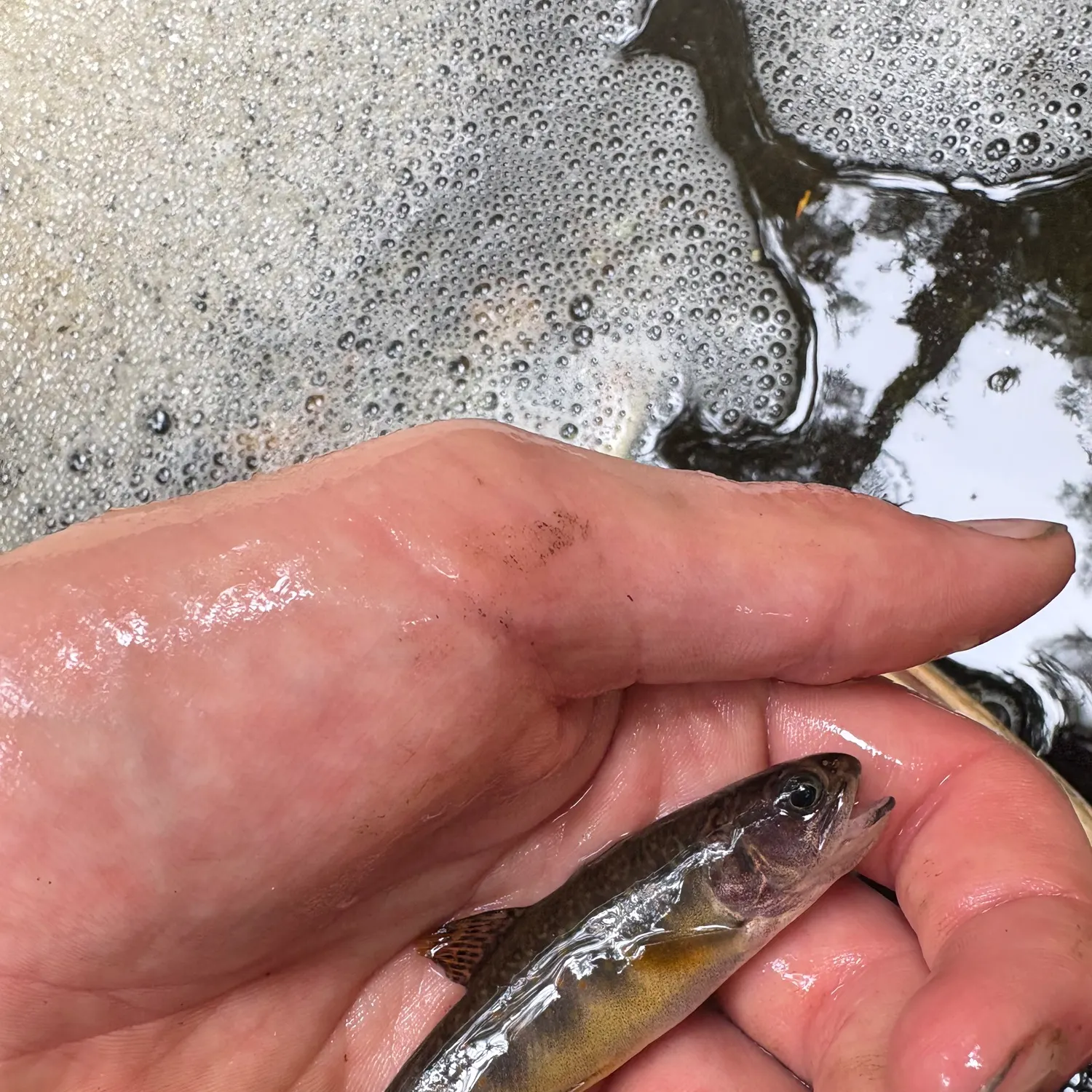 Brook trout caught on Fishbrain