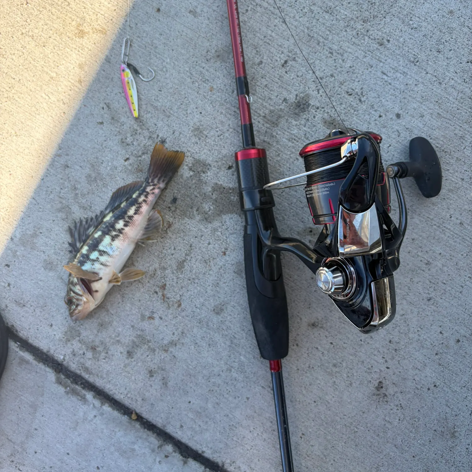 Kelp bass caught on Fishbrain