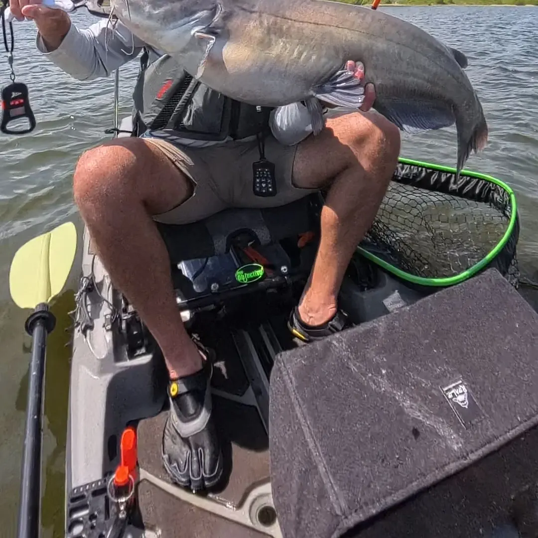 Blue catfish caught on Fishbrain