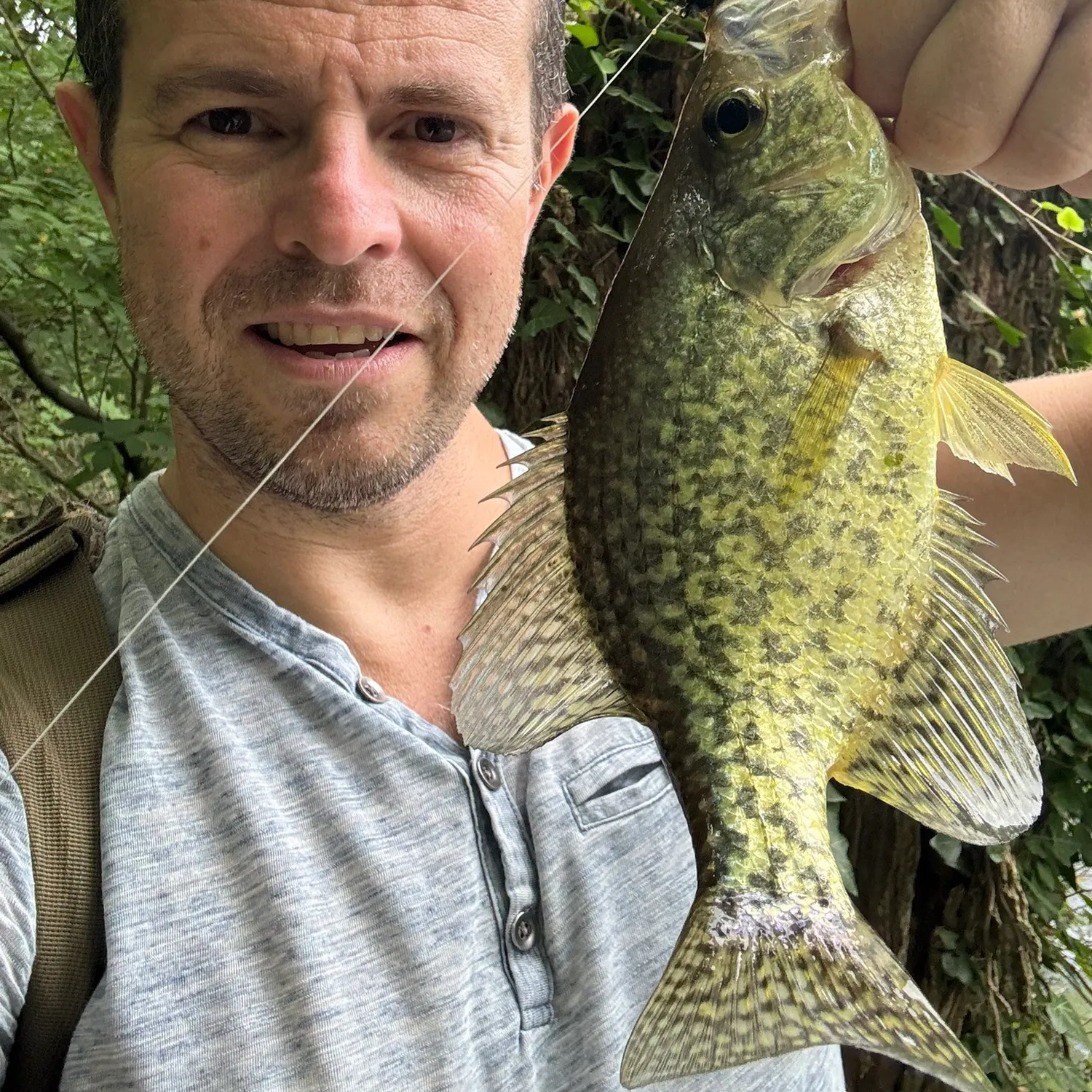 Black crappie caught on Fishbrain