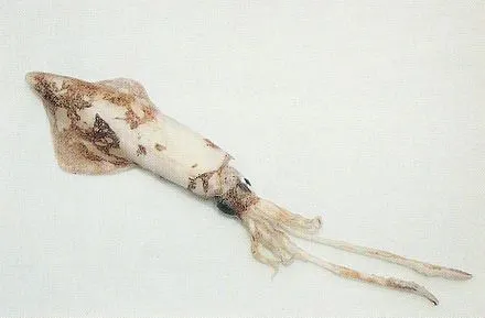 European flying squid