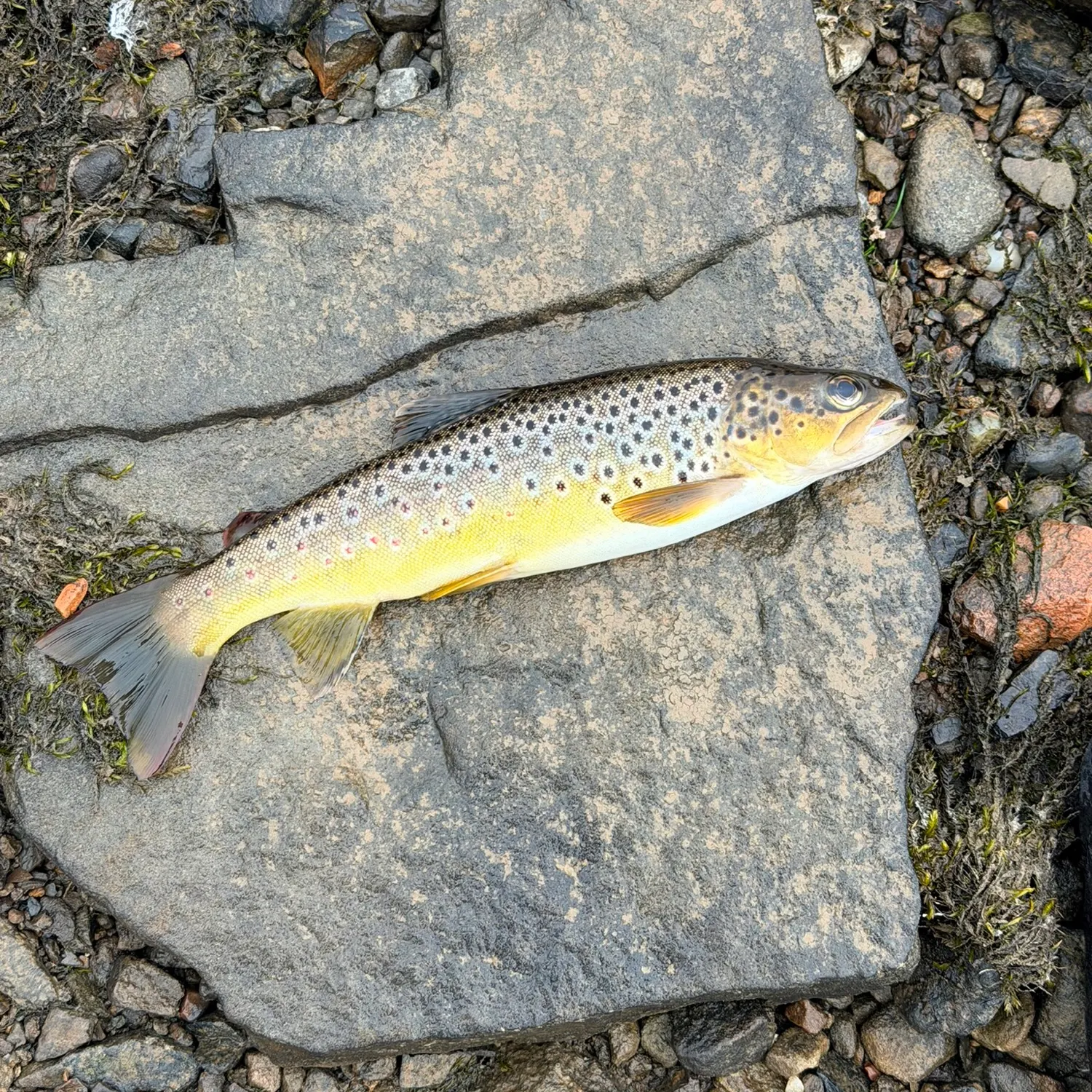 Brown trout caught on Fishbrain