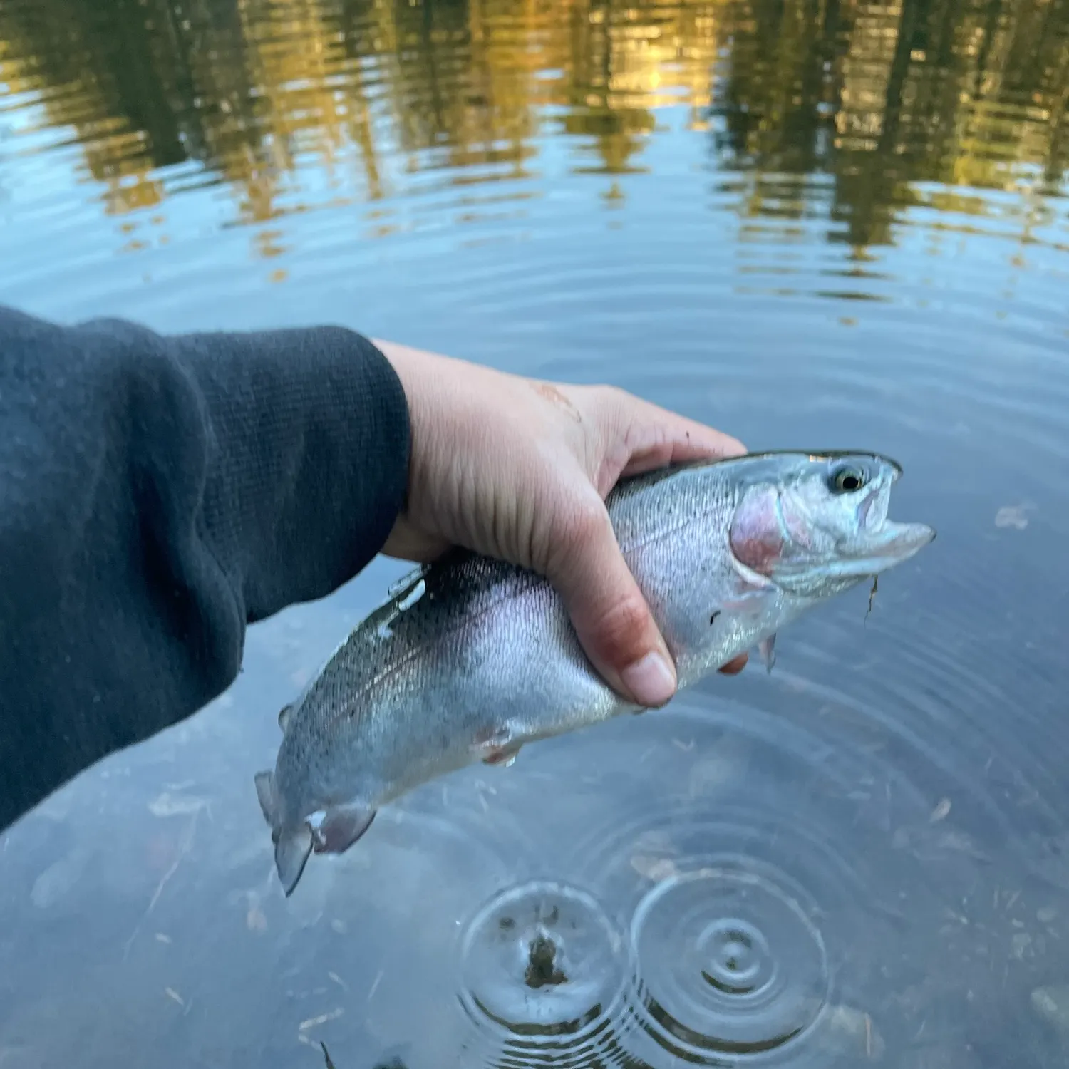 Rainbow trout caught on Fishbrain