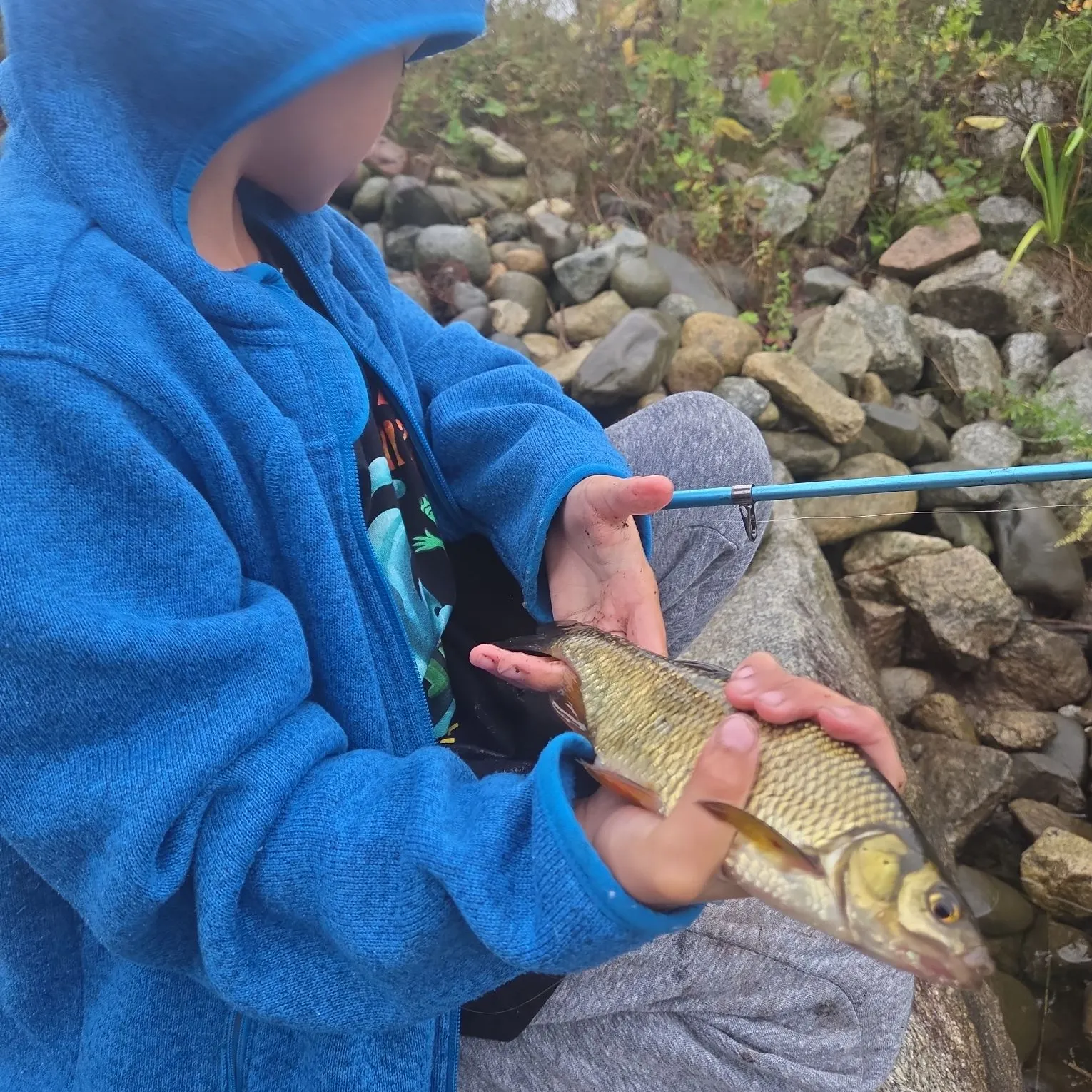 The most recent Golden shiner catches on Fishbrain