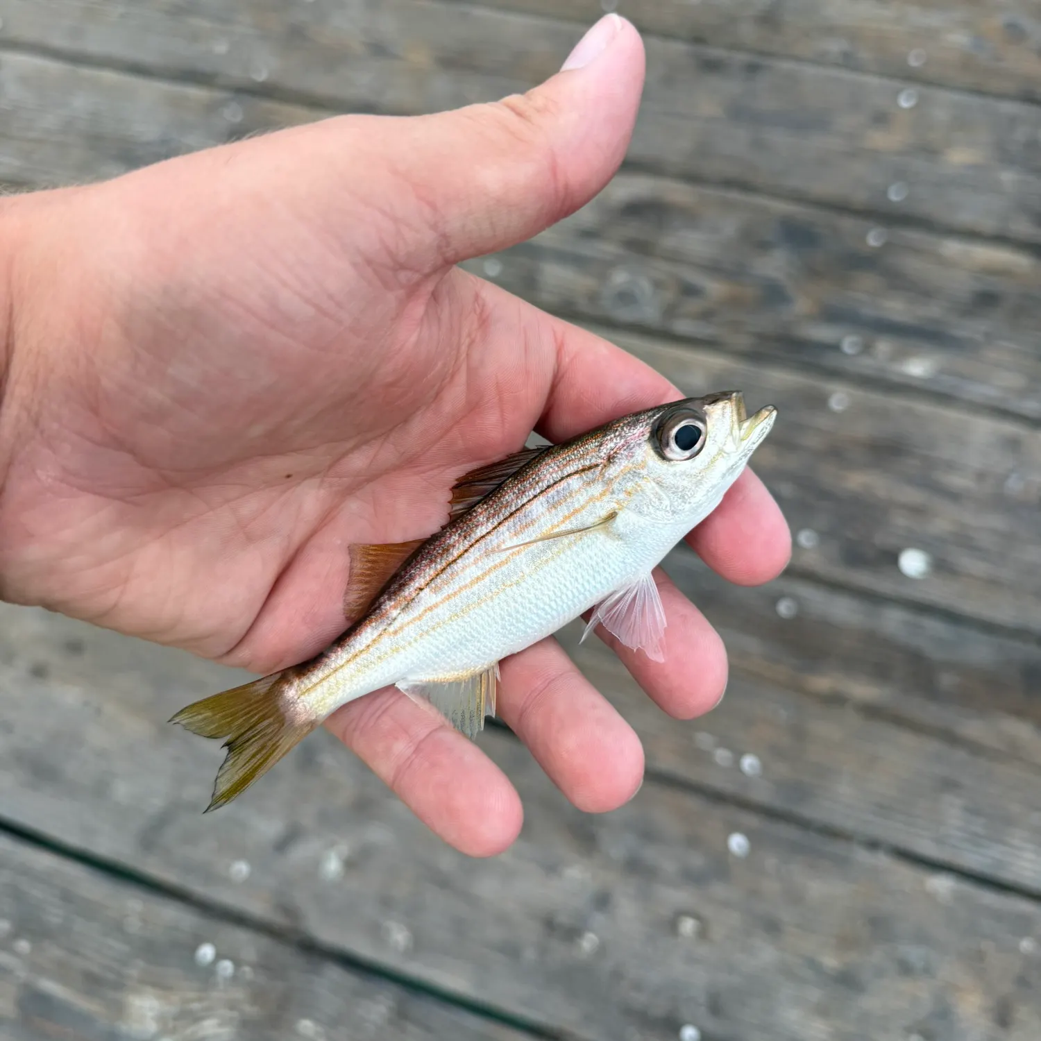 The most recent Californian salema catches on Fishbrain
