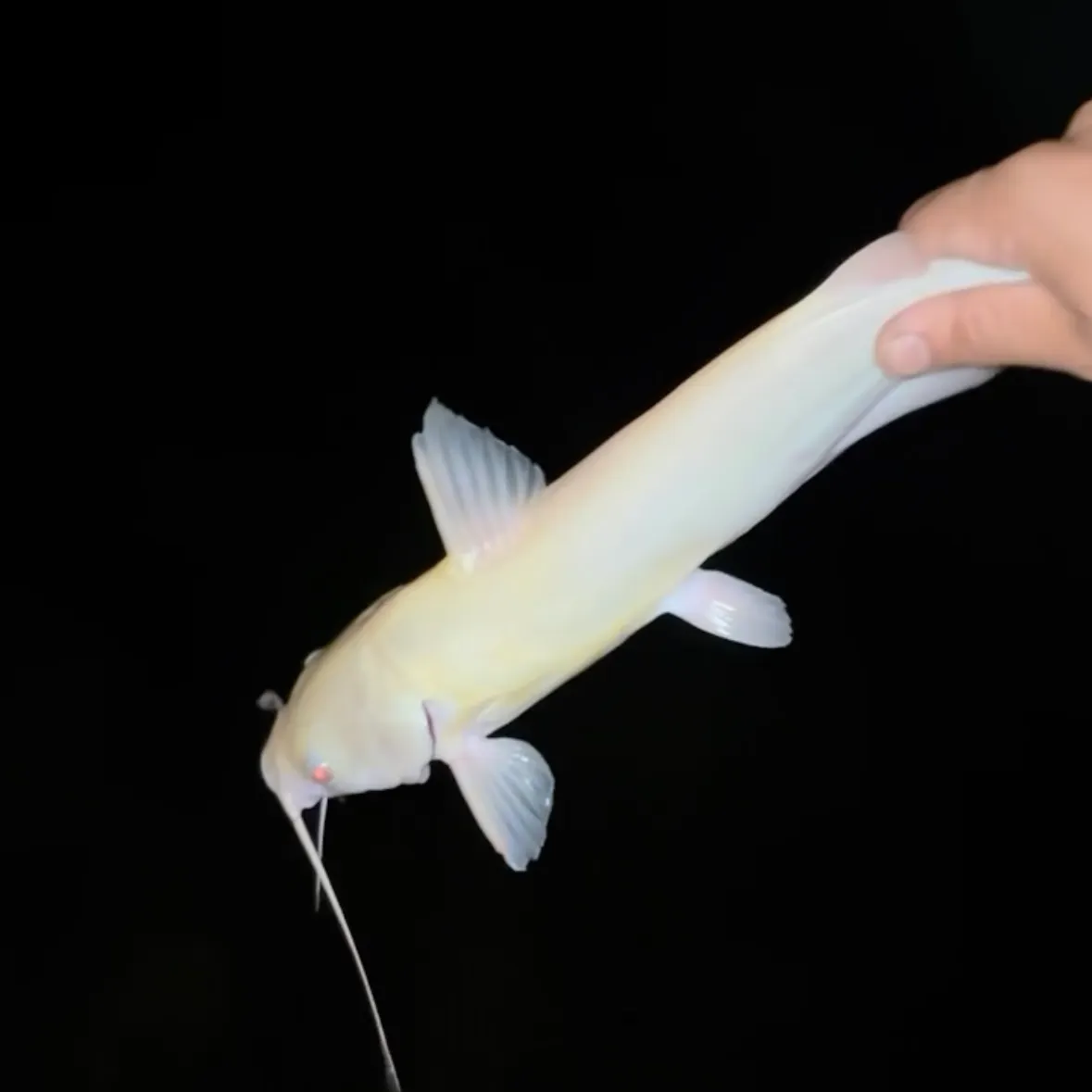 Channel catfish caught on Fishbrain