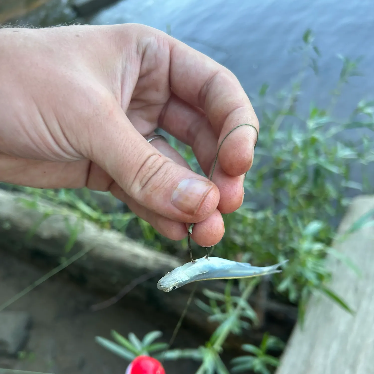 The most recent Bluntnose minnow catches on Fishbrain