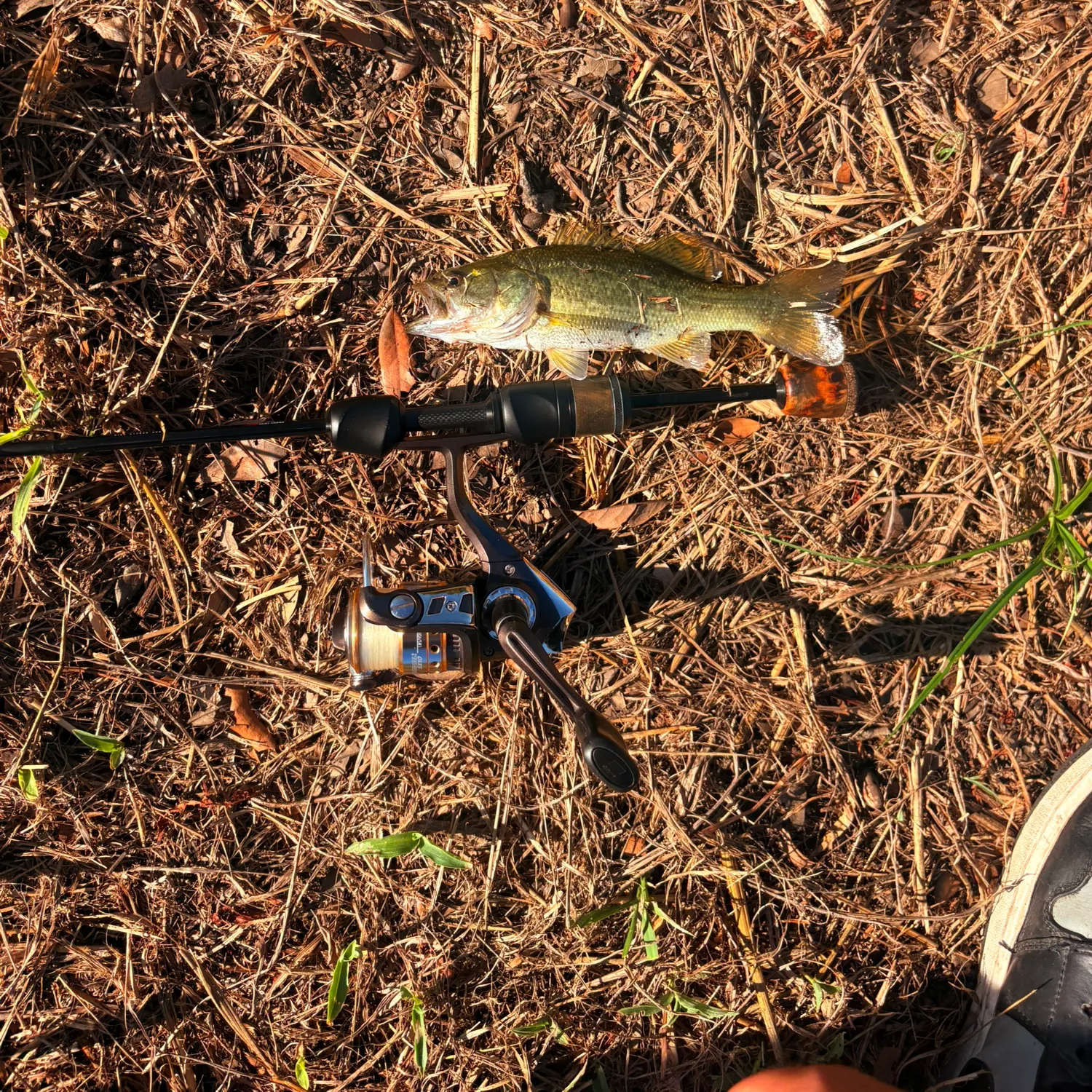 Smallmouth bass caught on Fishbrain