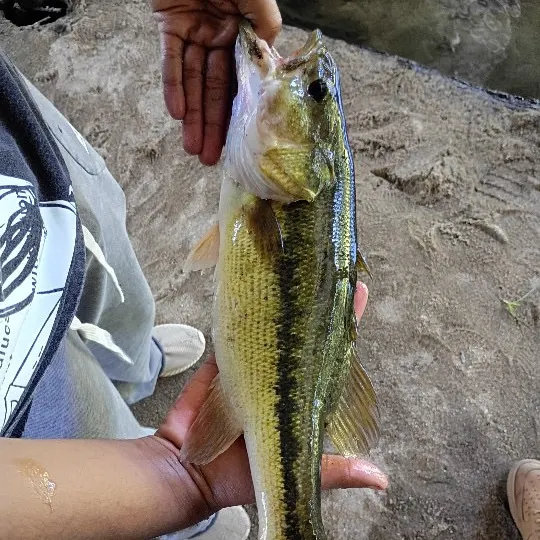 Spotted bass caught on Fishbrain