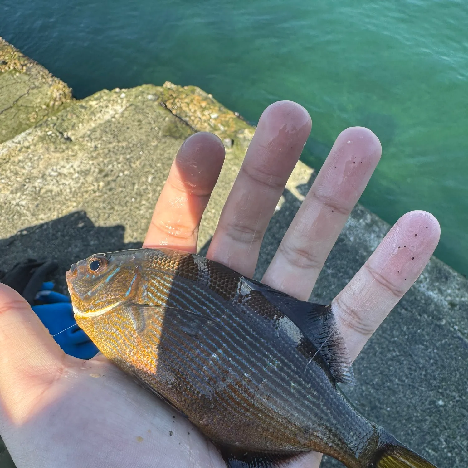 The most recent Striped seaperch catches on Fishbrain