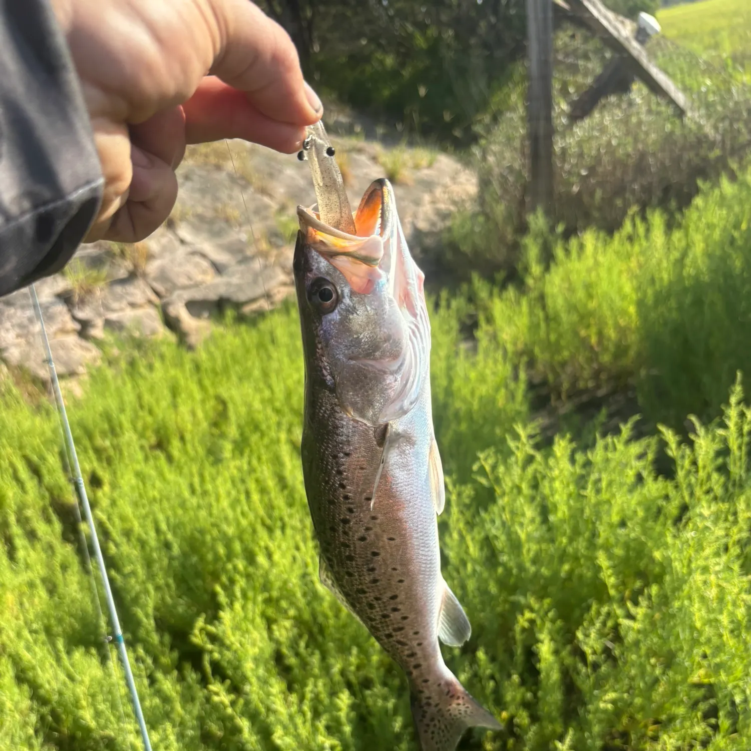 Spotted seatrout caught on Fishbrain
