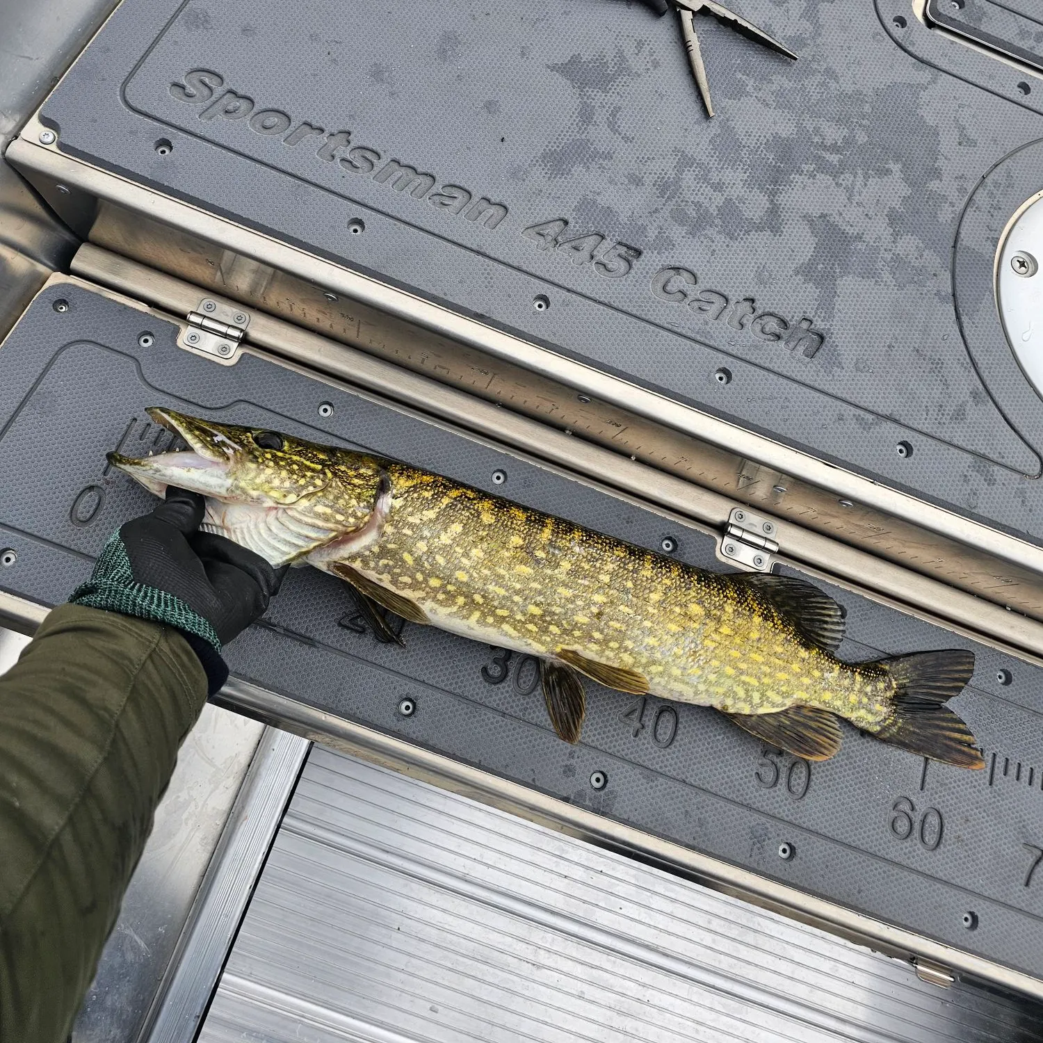 Northern pike caught on Fishbrain