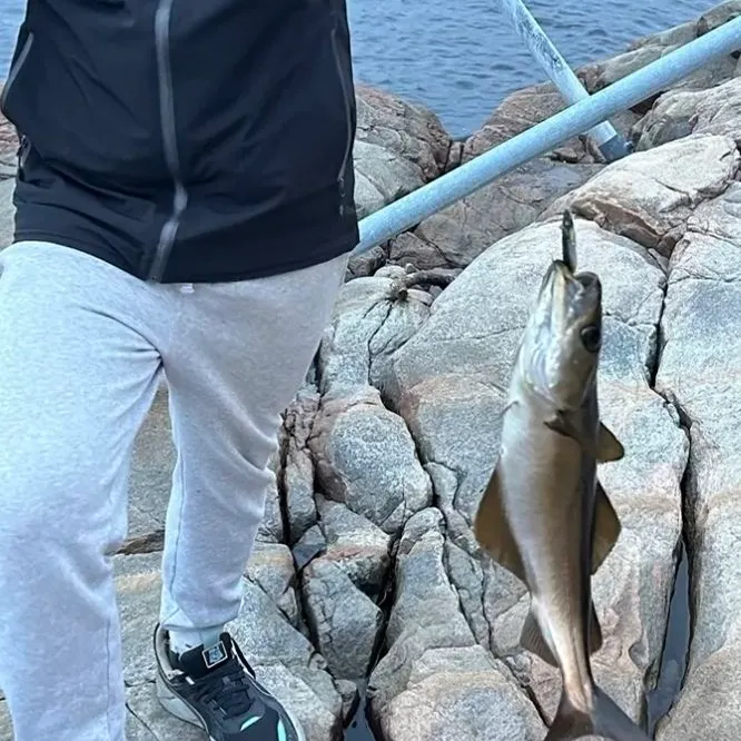 Pollack caught on Fishbrain