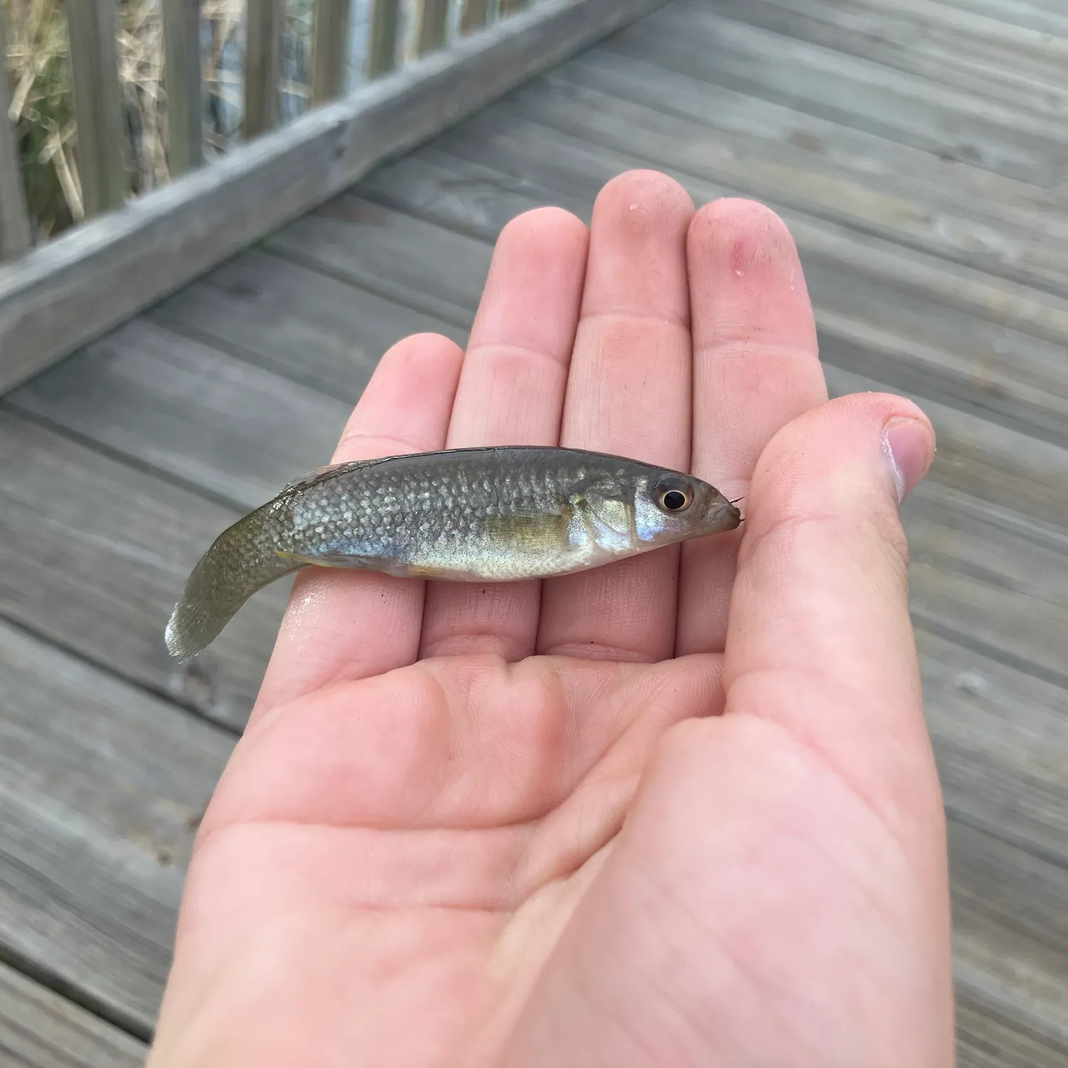 The most recent Gulf killifish catches on Fishbrain