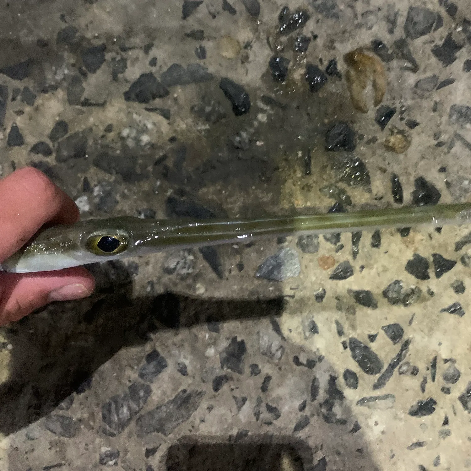 The most recent Bluespotted cornetfish catches on Fishbrain