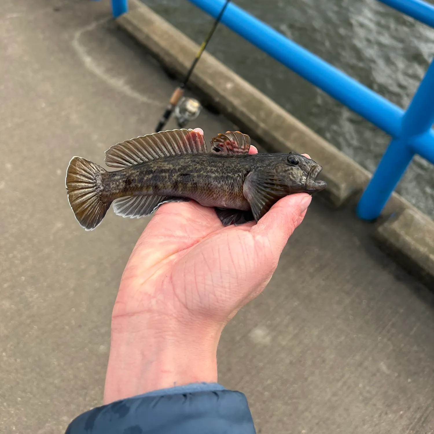 The most recent Round goby catches on Fishbrain