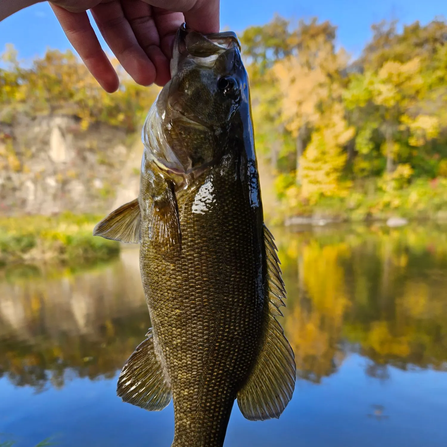 Smallmouth bass caught on Fishbrain