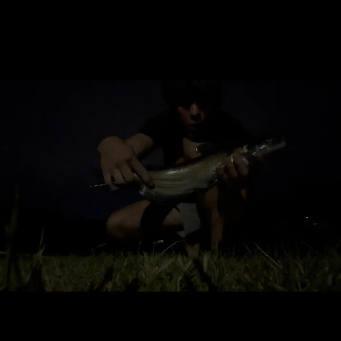 Channel catfish caught on Fishbrain