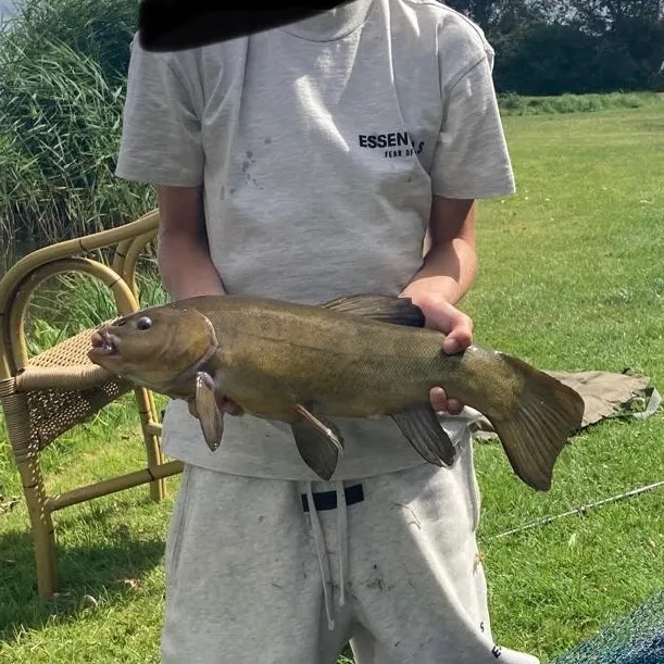 Tench caught on Fishbrain