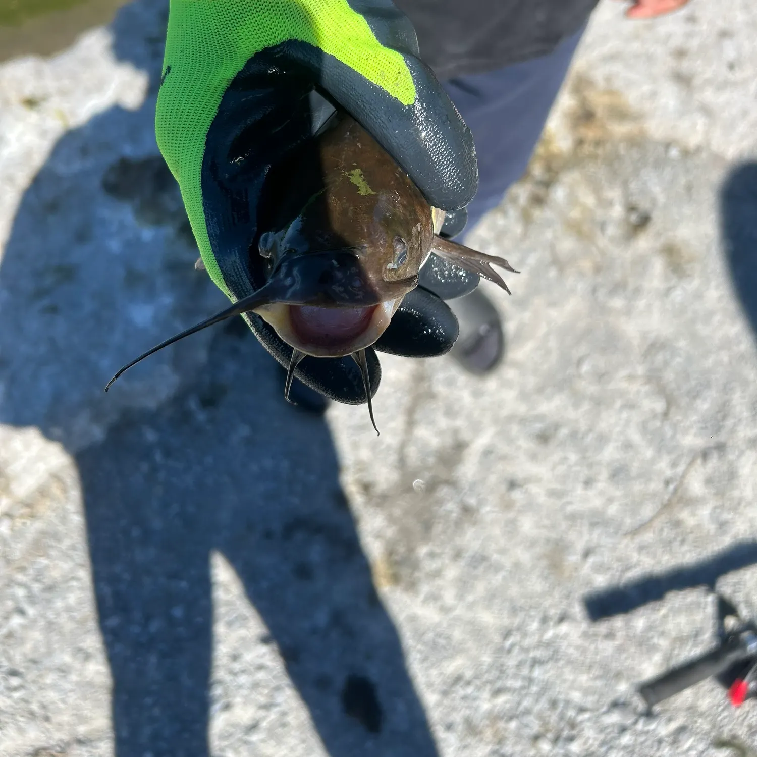 catch