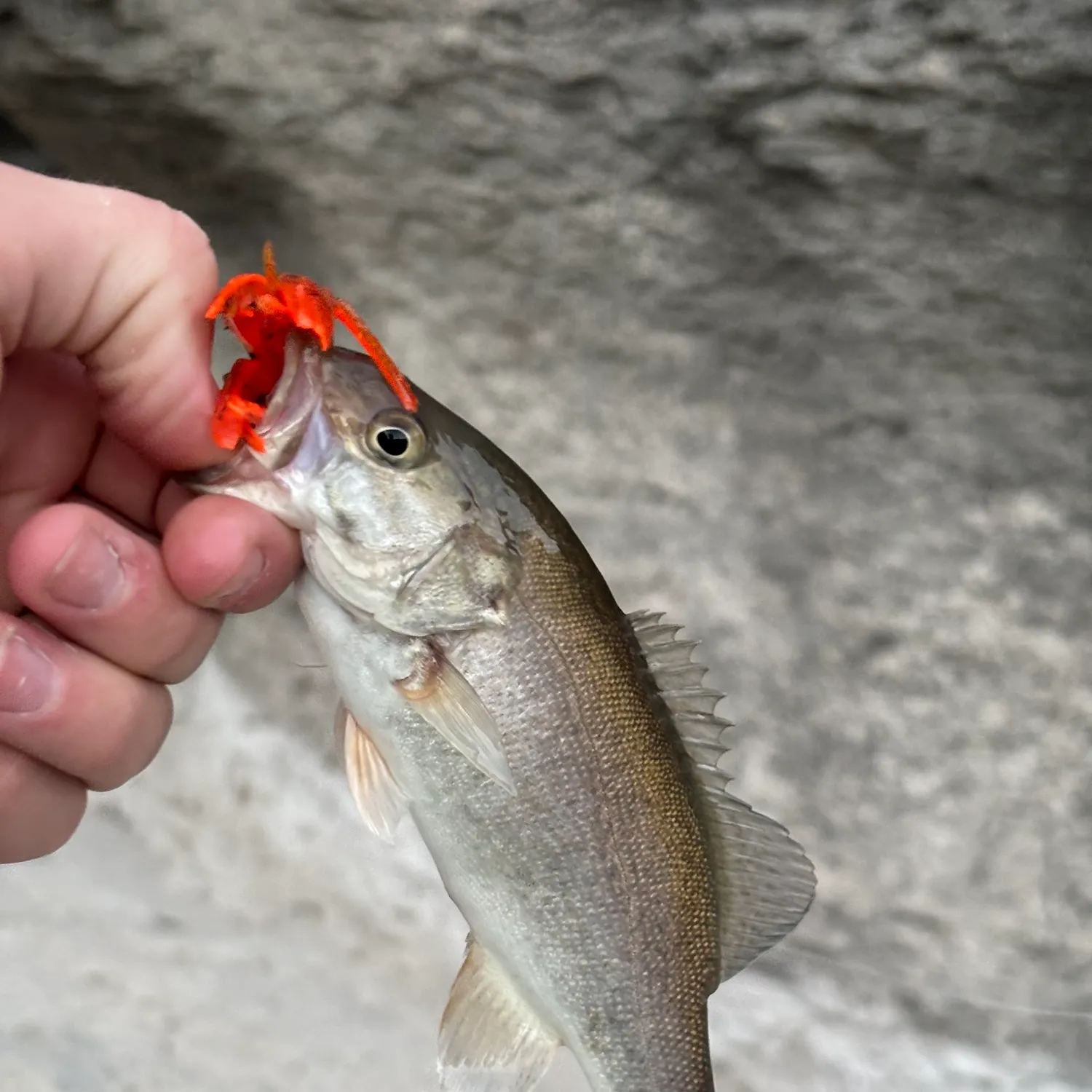 Smallmouth bass caught on Fishbrain