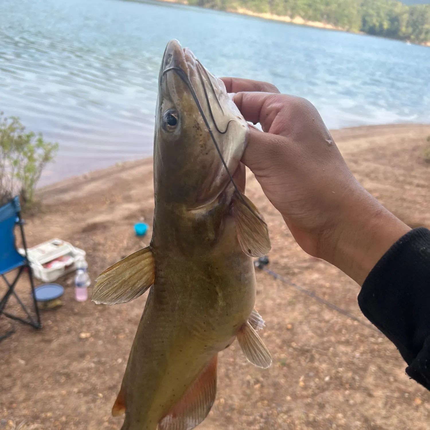 The most recent Redtail catfish catches on Fishbrain
