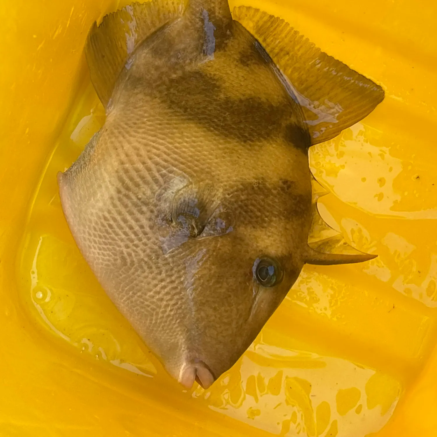 Grey triggerfish caught on Fishbrain