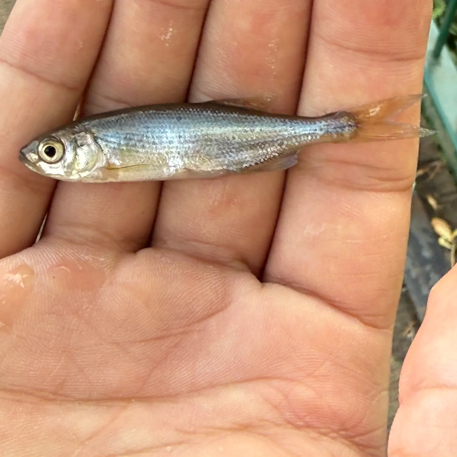 Redside shiner caught on Fishbrain