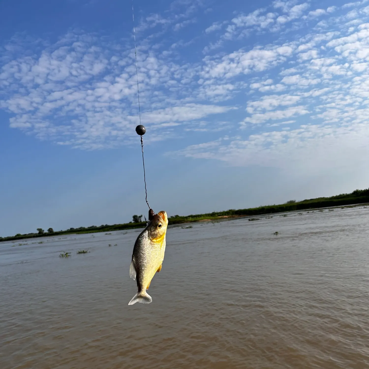 San Francisco piranha caught on Fishbrain