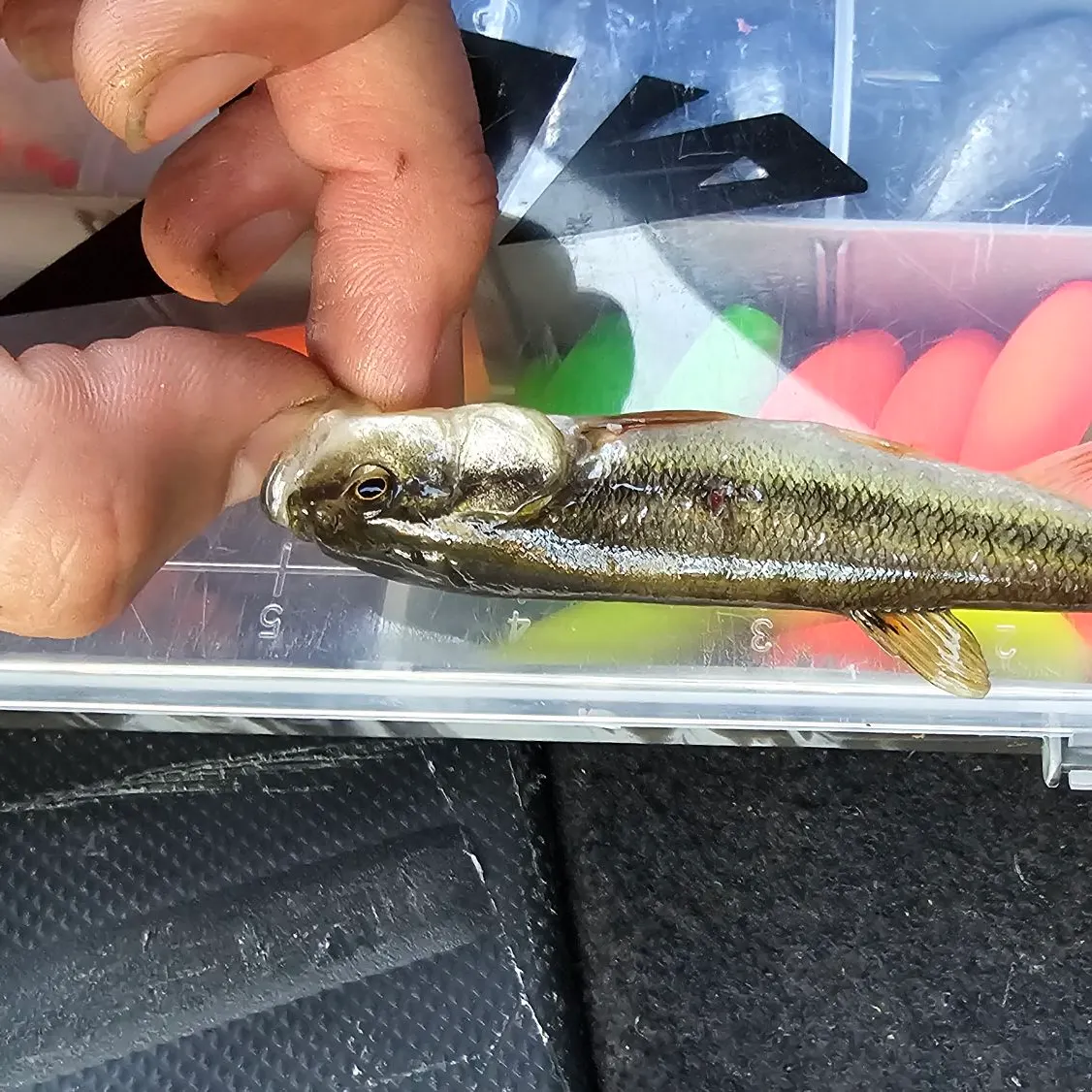 Creek chub caught on Fishbrain