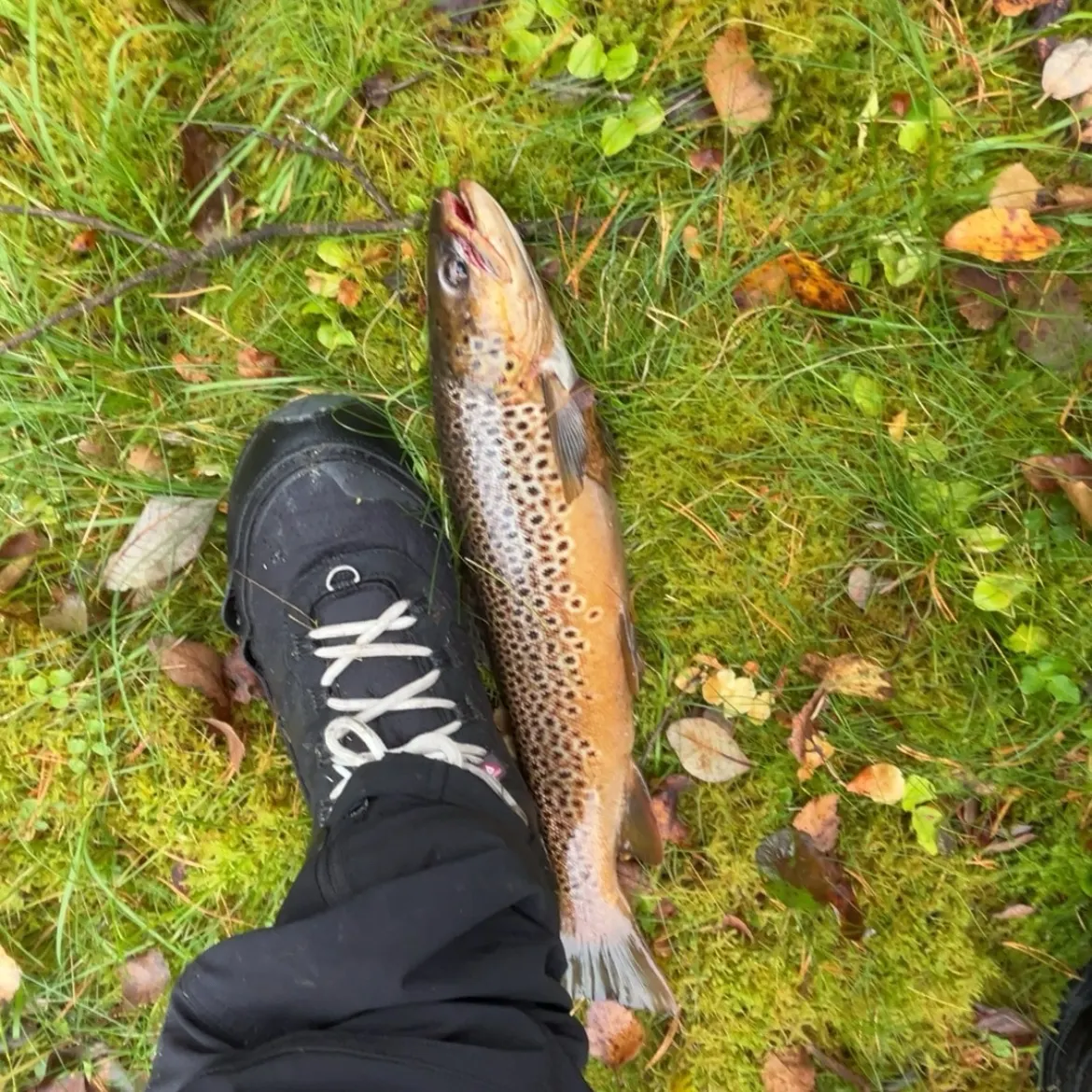 Sea trout caught on Fishbrain