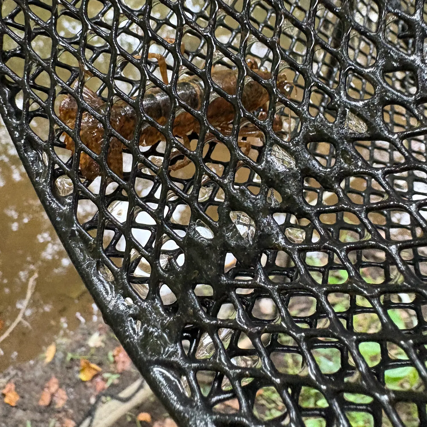 The most recent Appalachian brook crayfish catches on Fishbrain