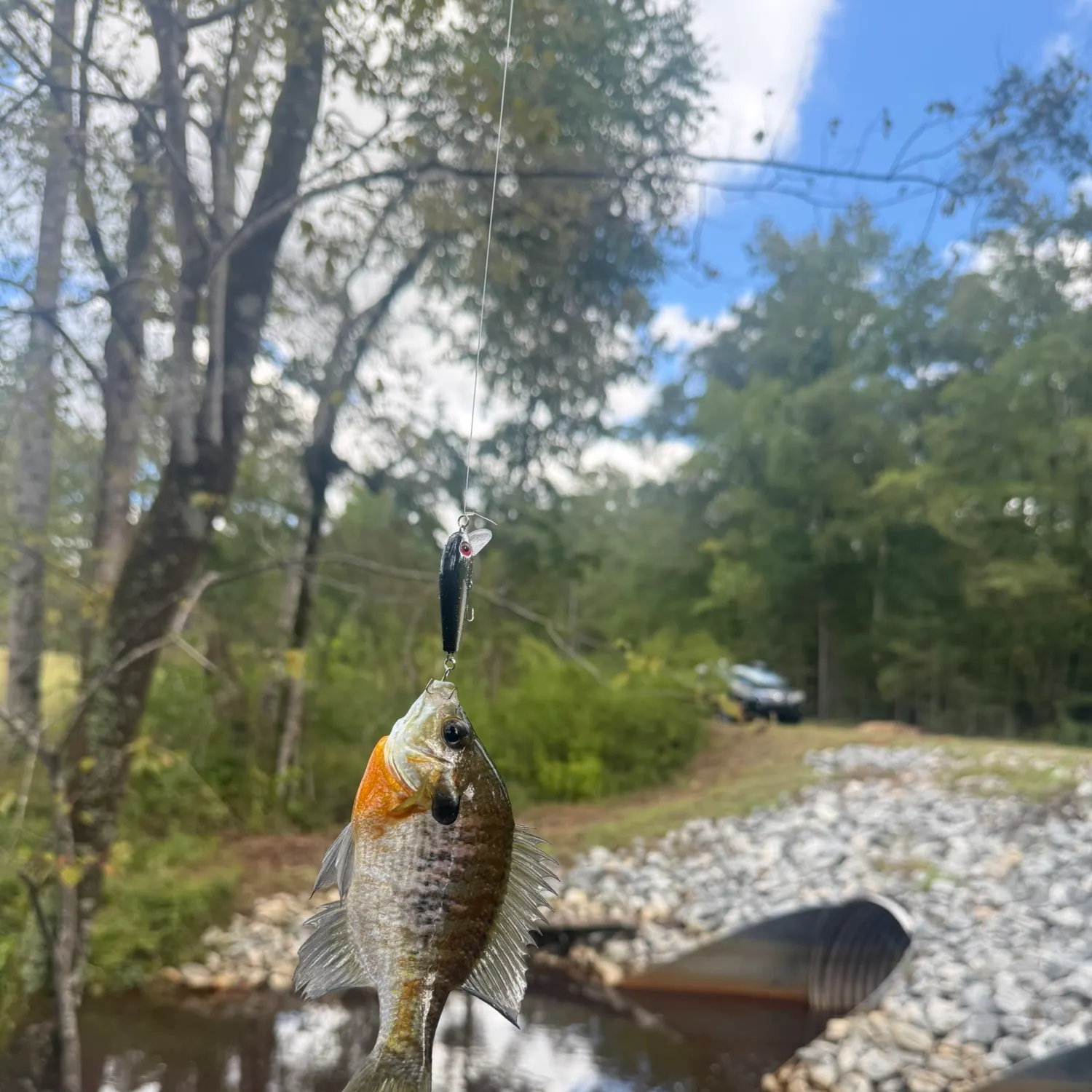 Bluegill caught on Fishbrain