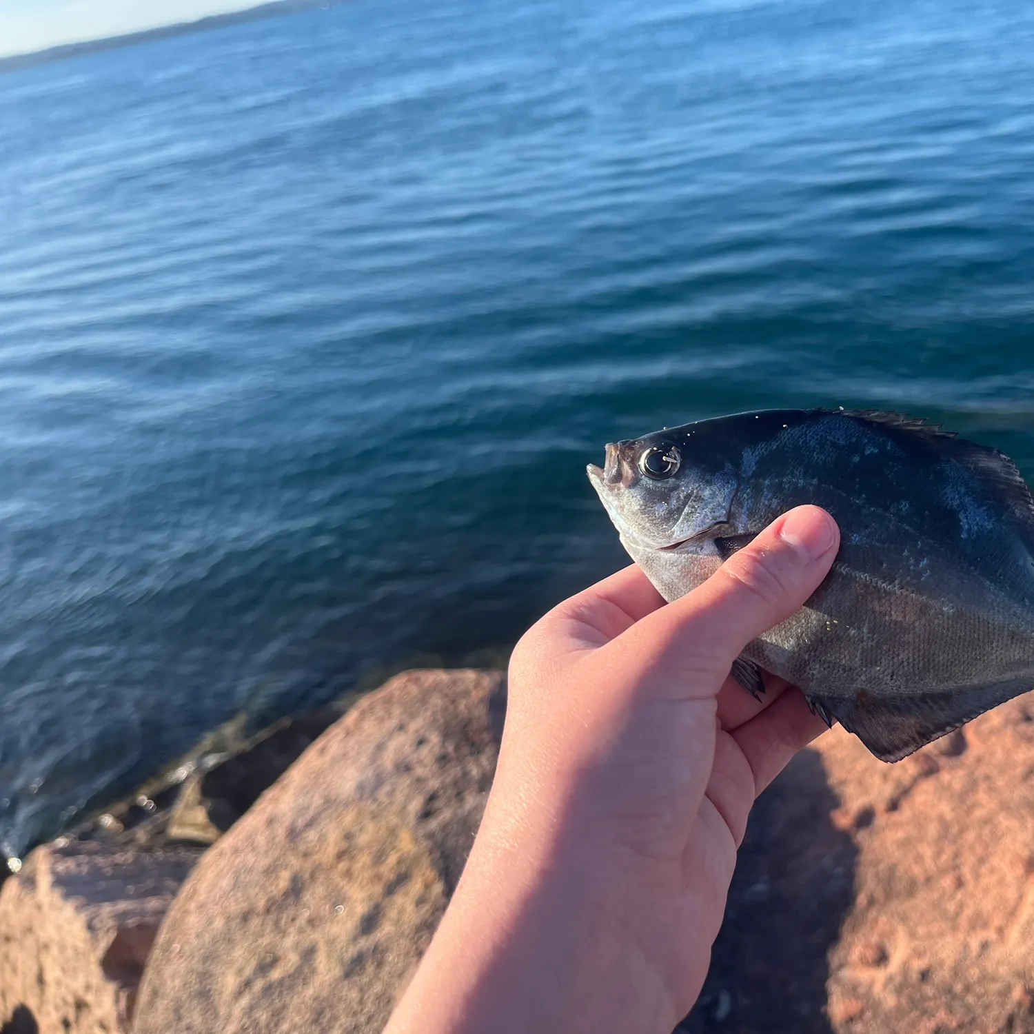 The most recent Silver sweep catches on Fishbrain