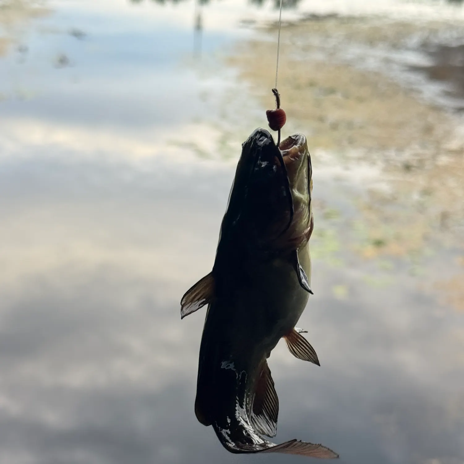 Black bullhead caught on Fishbrain