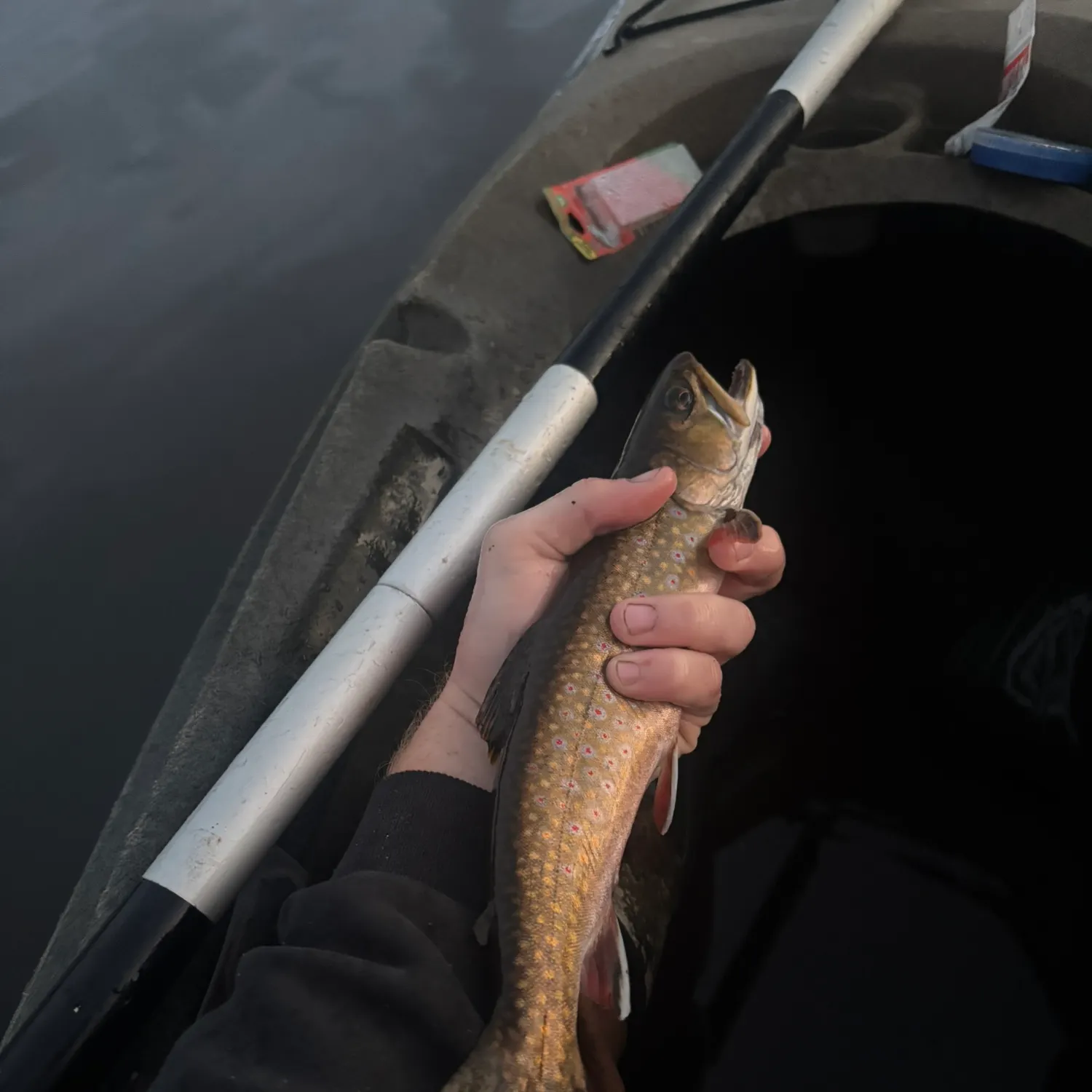 Brook trout caught on Fishbrain