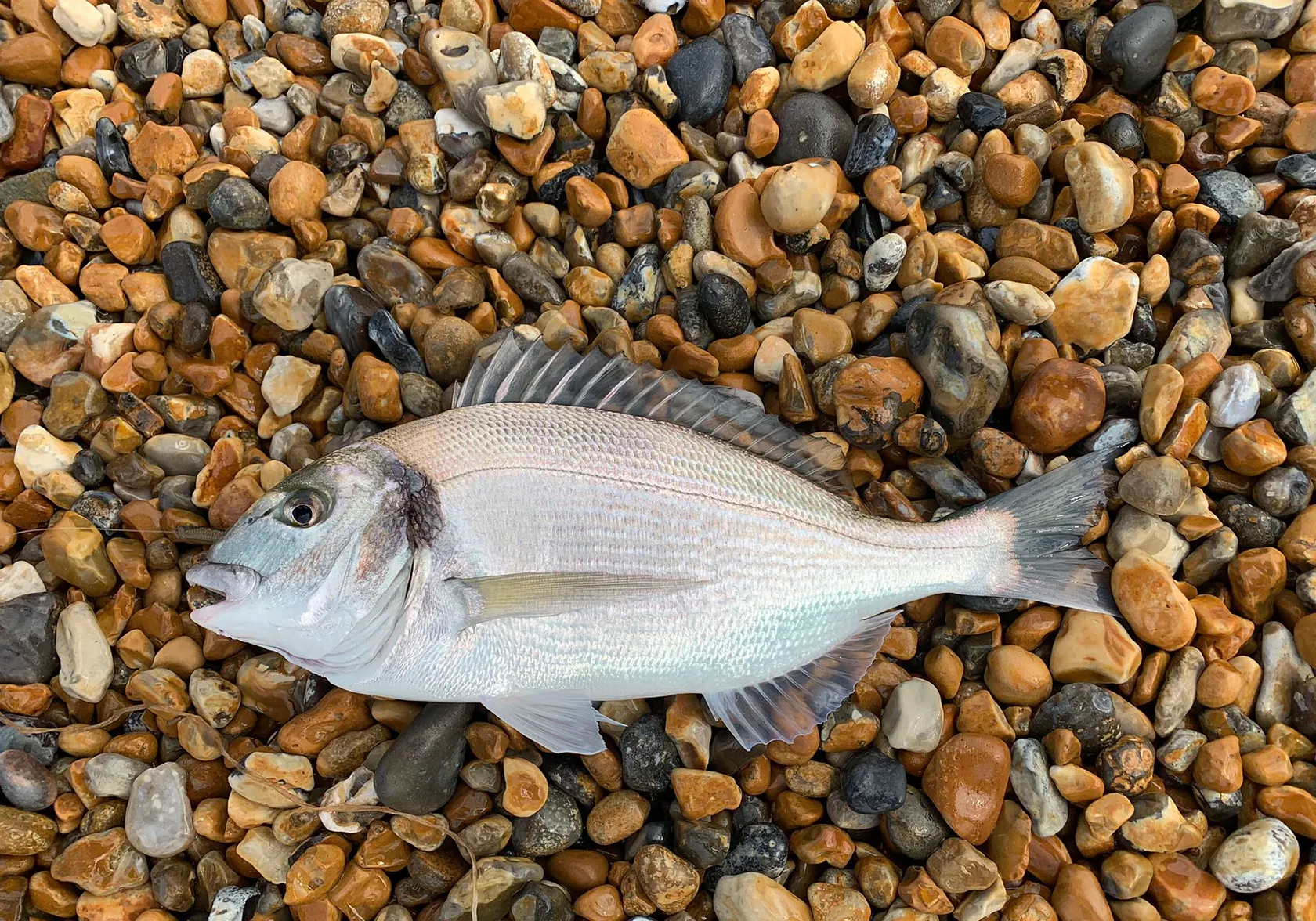 Gilthead seabream