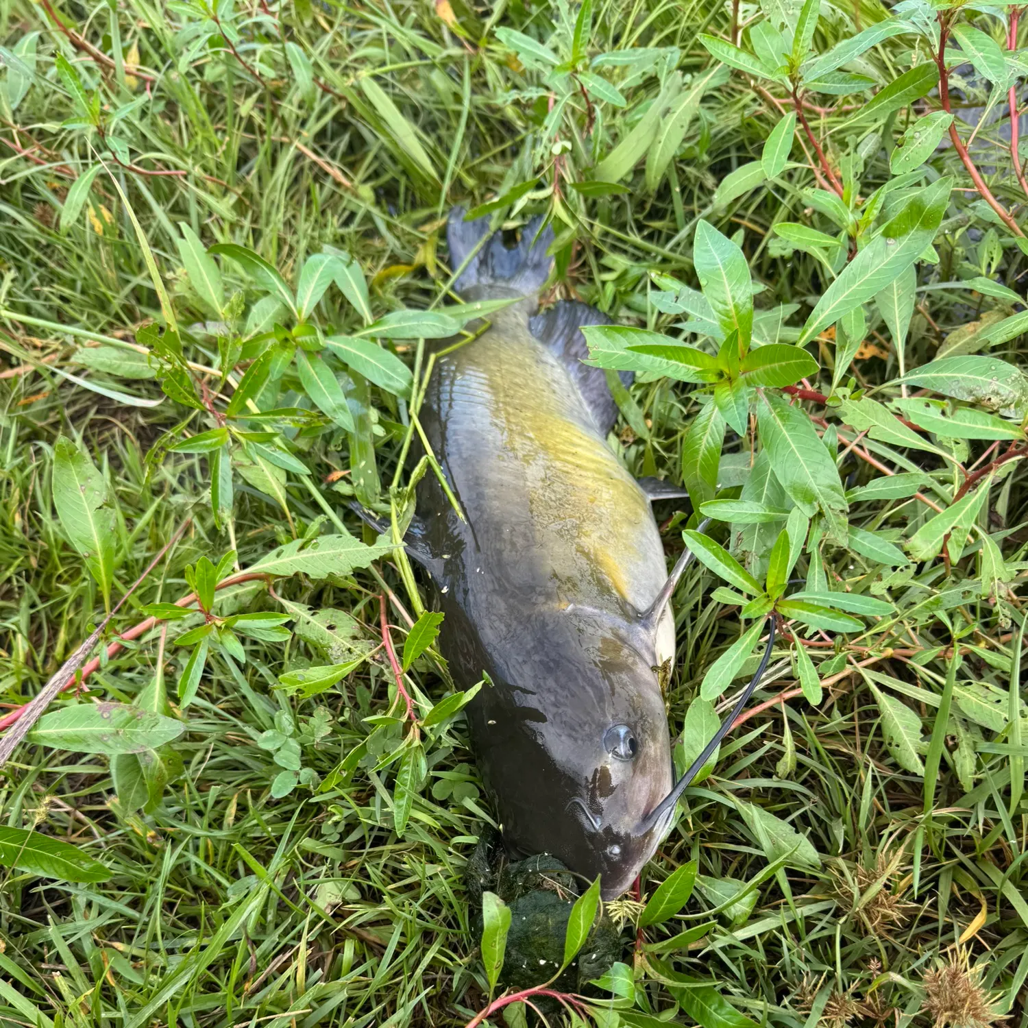 Black bullhead caught on Fishbrain