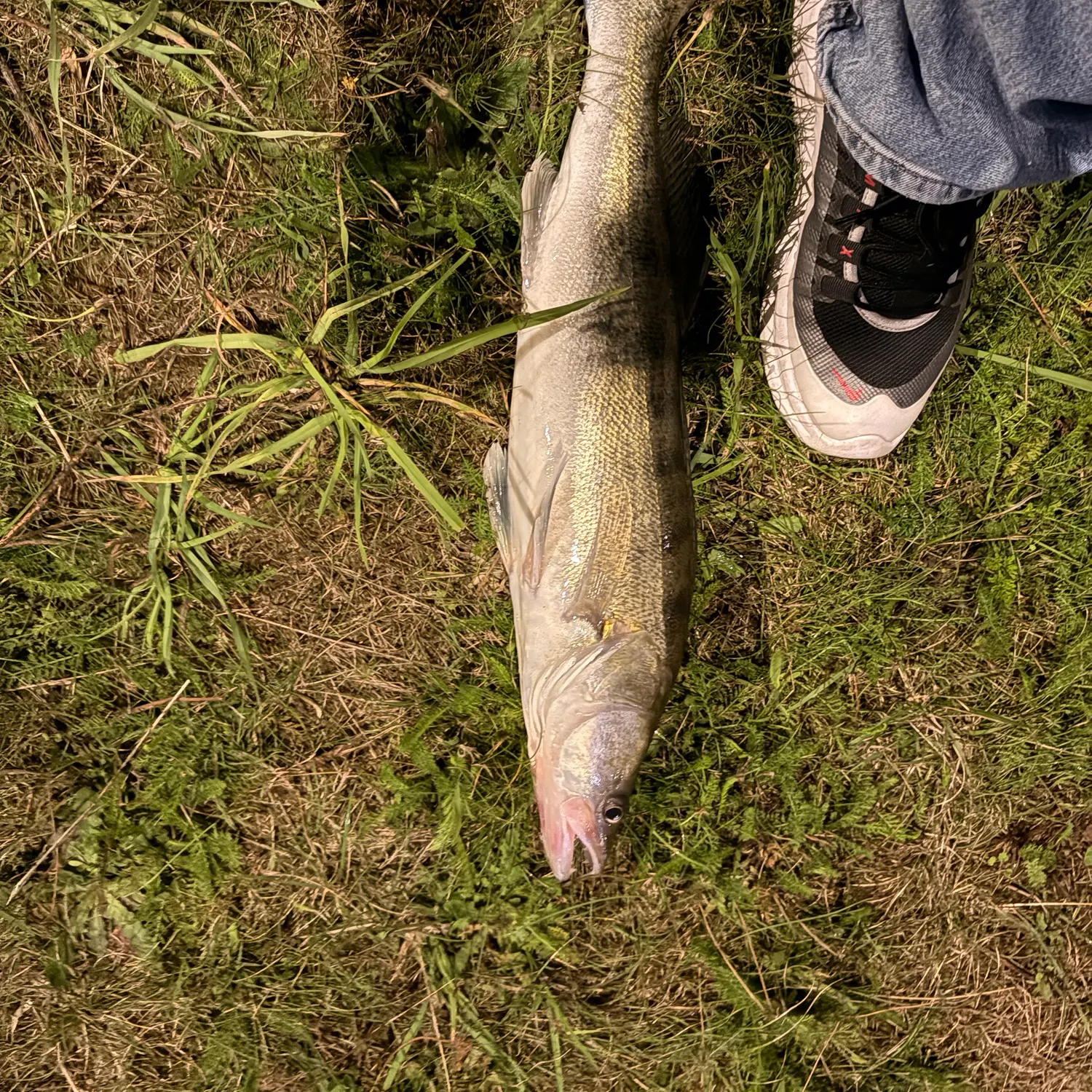 Zander caught on Fishbrain