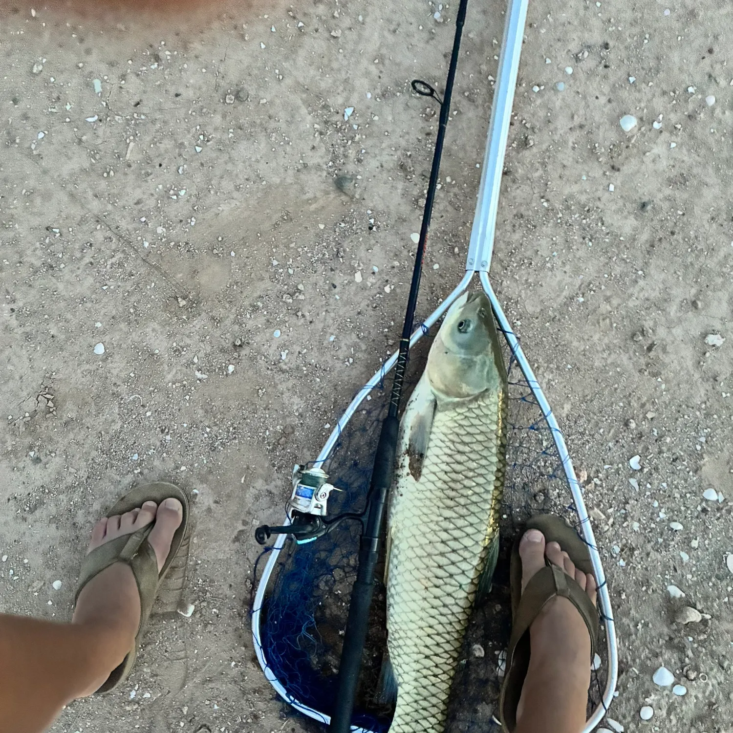 The most recent Grass carp catches on Fishbrain